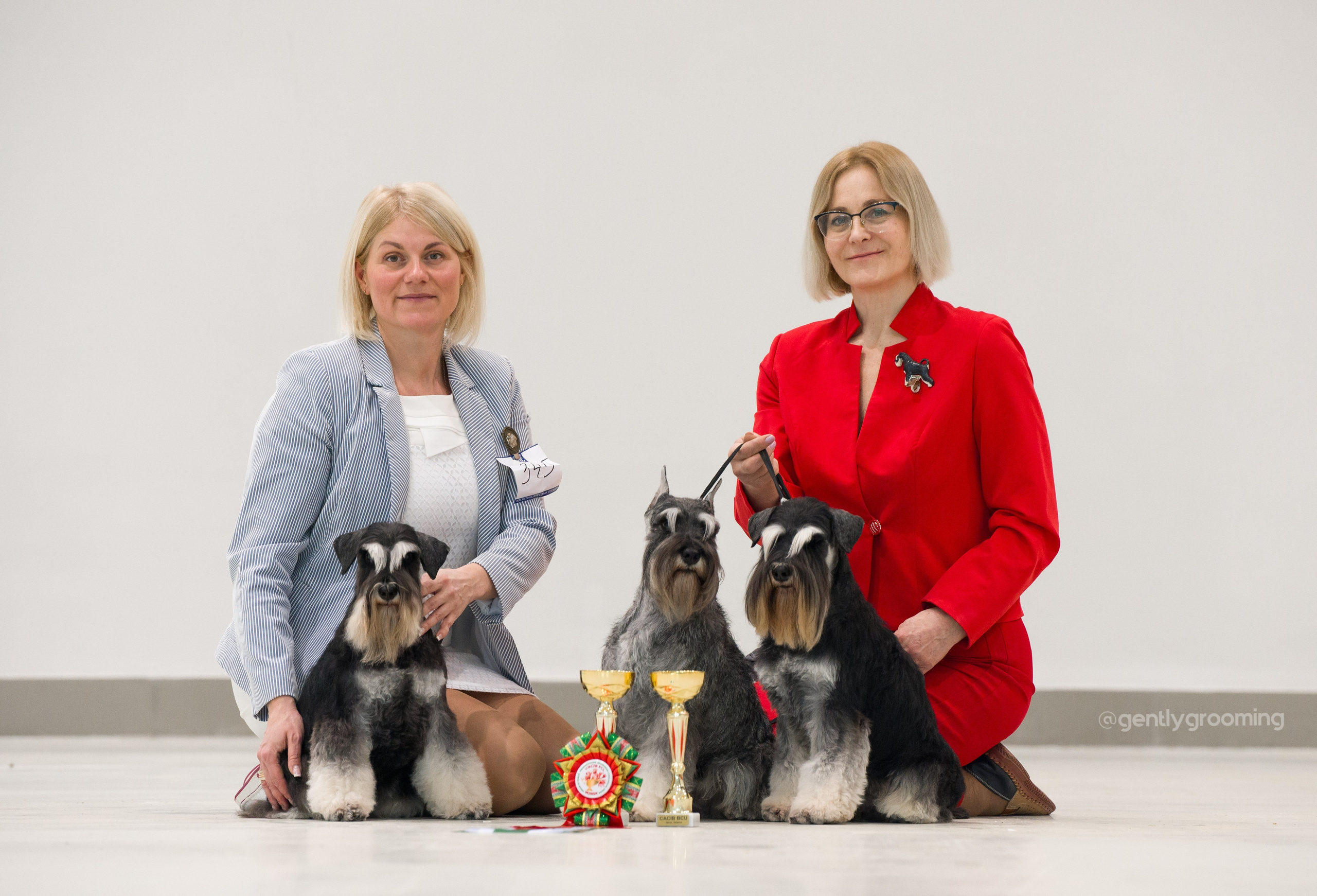 Тахо/ Delinso Balance Onyrico Tahoe. Питомник цвергшнауцеров в Беларуси «Делинсо Бэлэнс»