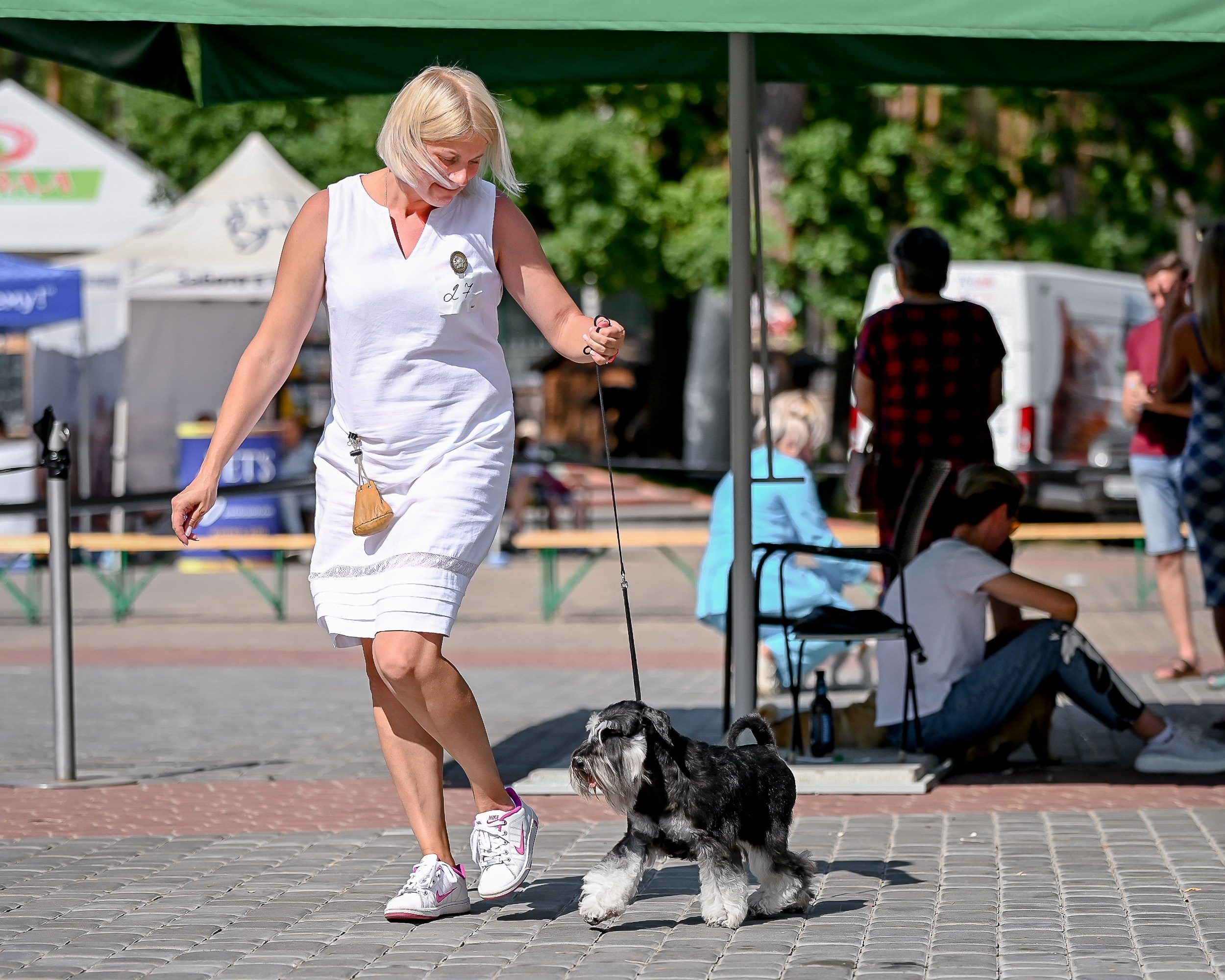 Тахо/ Delinso Balance Onyrico Tahoe. Питомник цвергшнауцеров в Беларуси «Делинсо Бэлэнс»