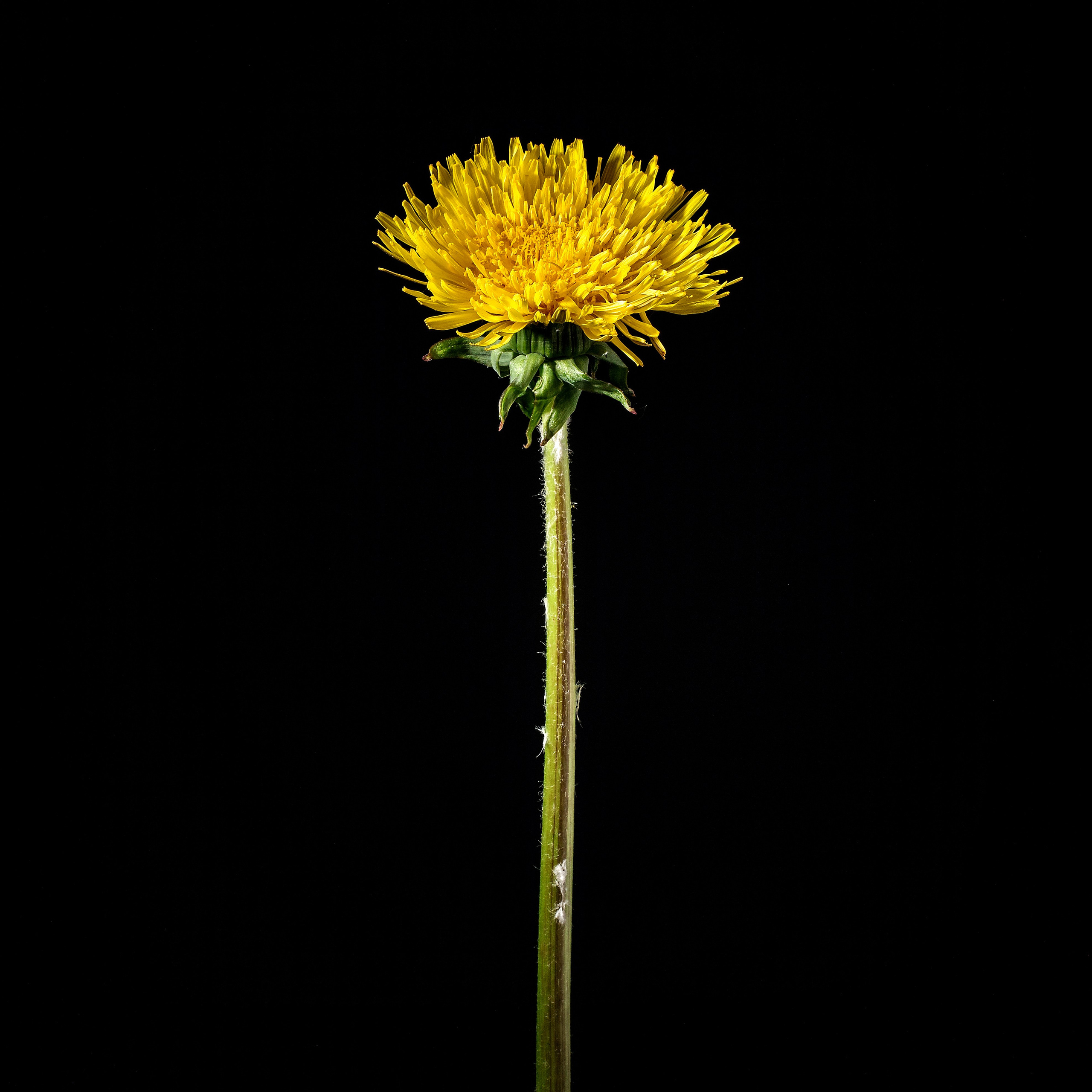 Цветопись 2024. Яна Каменская