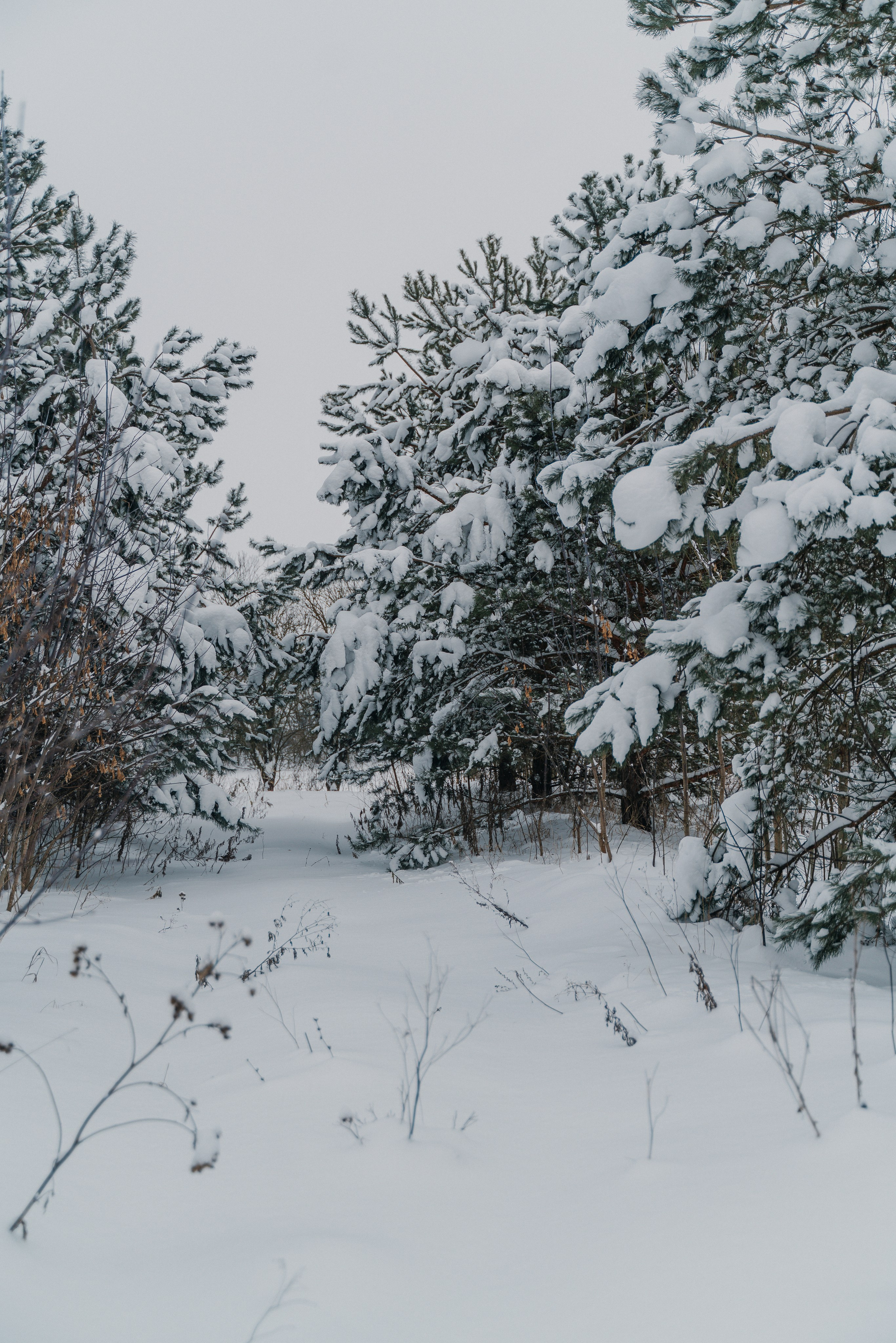 Зимняя сказка. FotoTanya. Раменское/Жуковский/Бронницы