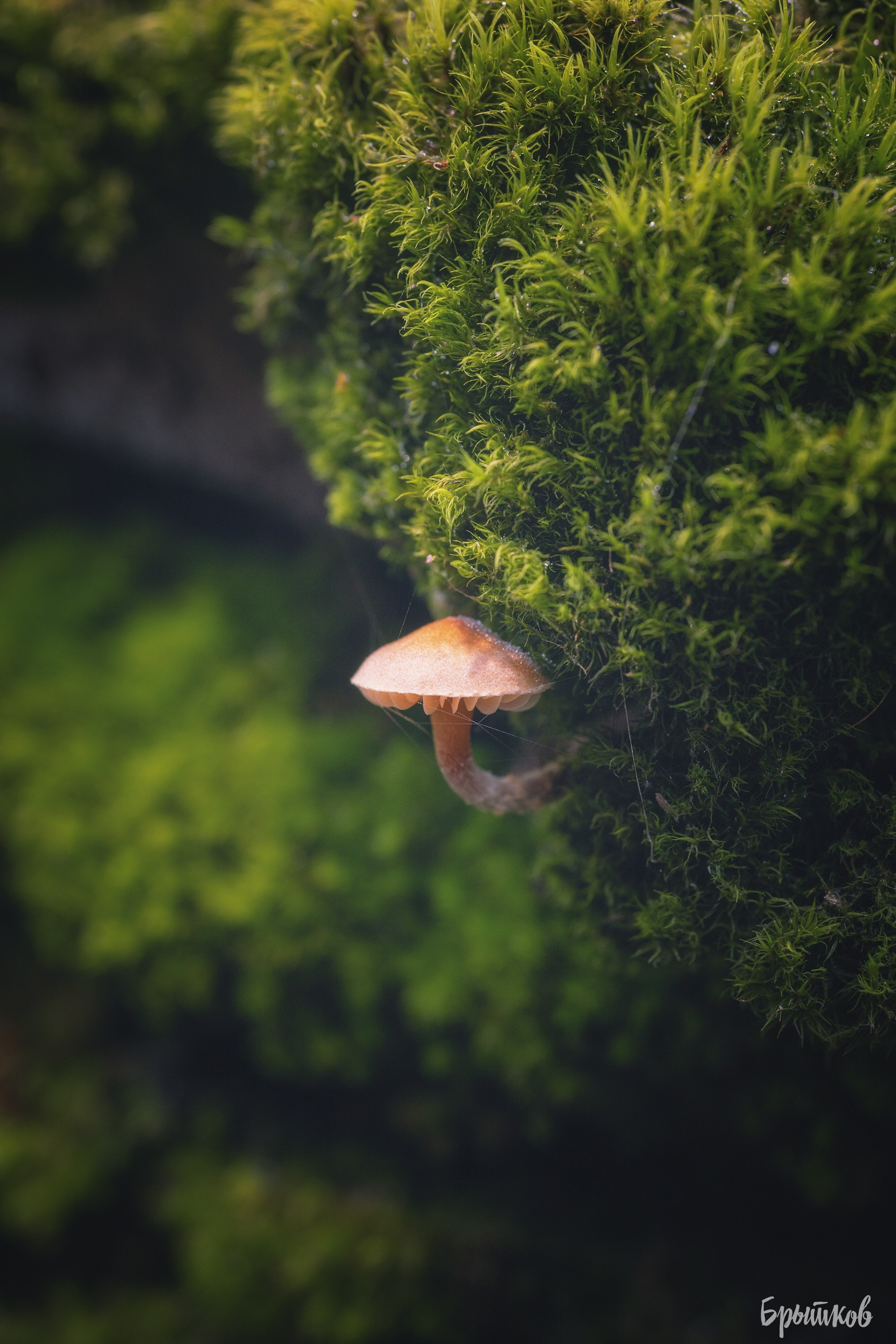 Макрофото. Николай Брытков — фотограф в Туле