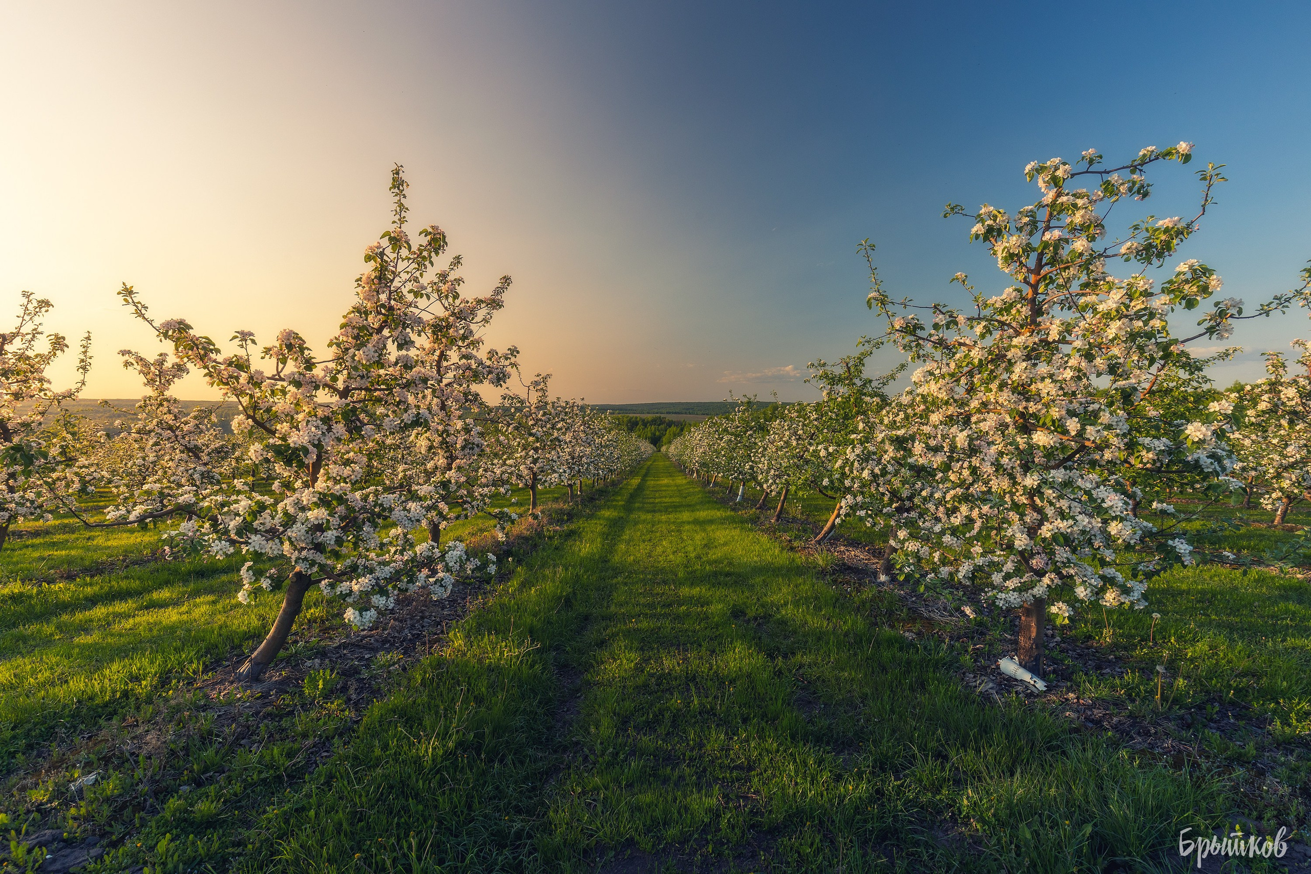 Яблоневые сады. Николай Брытков — фотограф в Туле