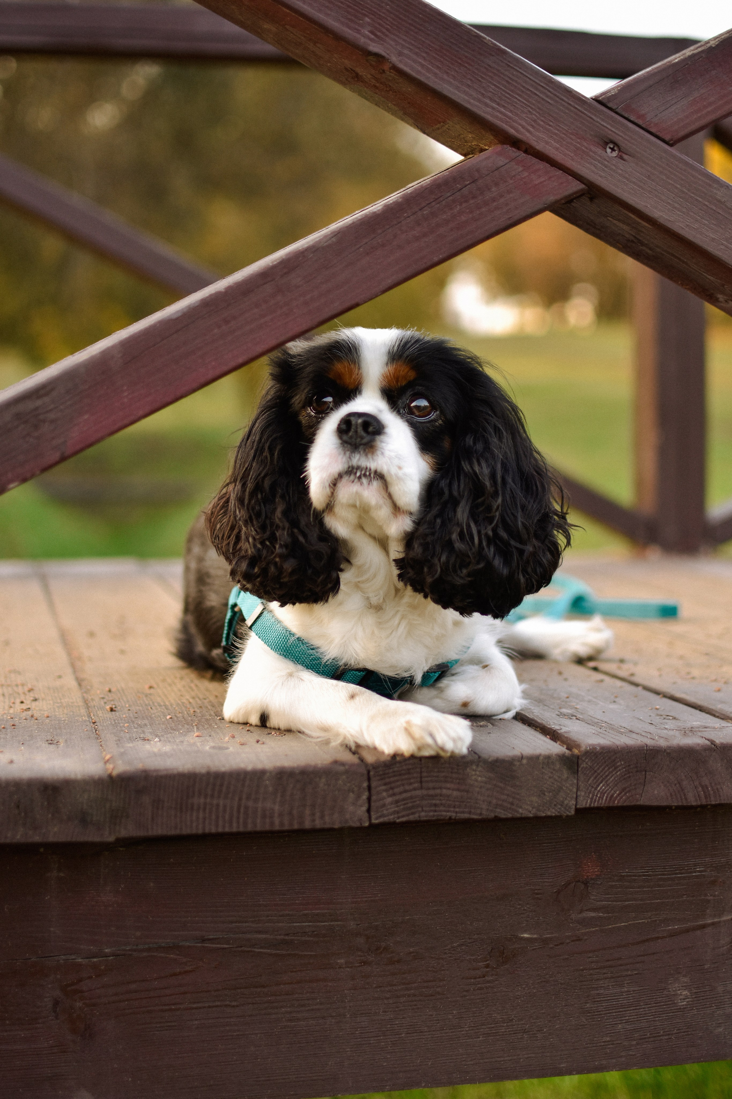 Молли, Кристина и Полина. Фотограф-анималист Ксения Шевцова|Москва