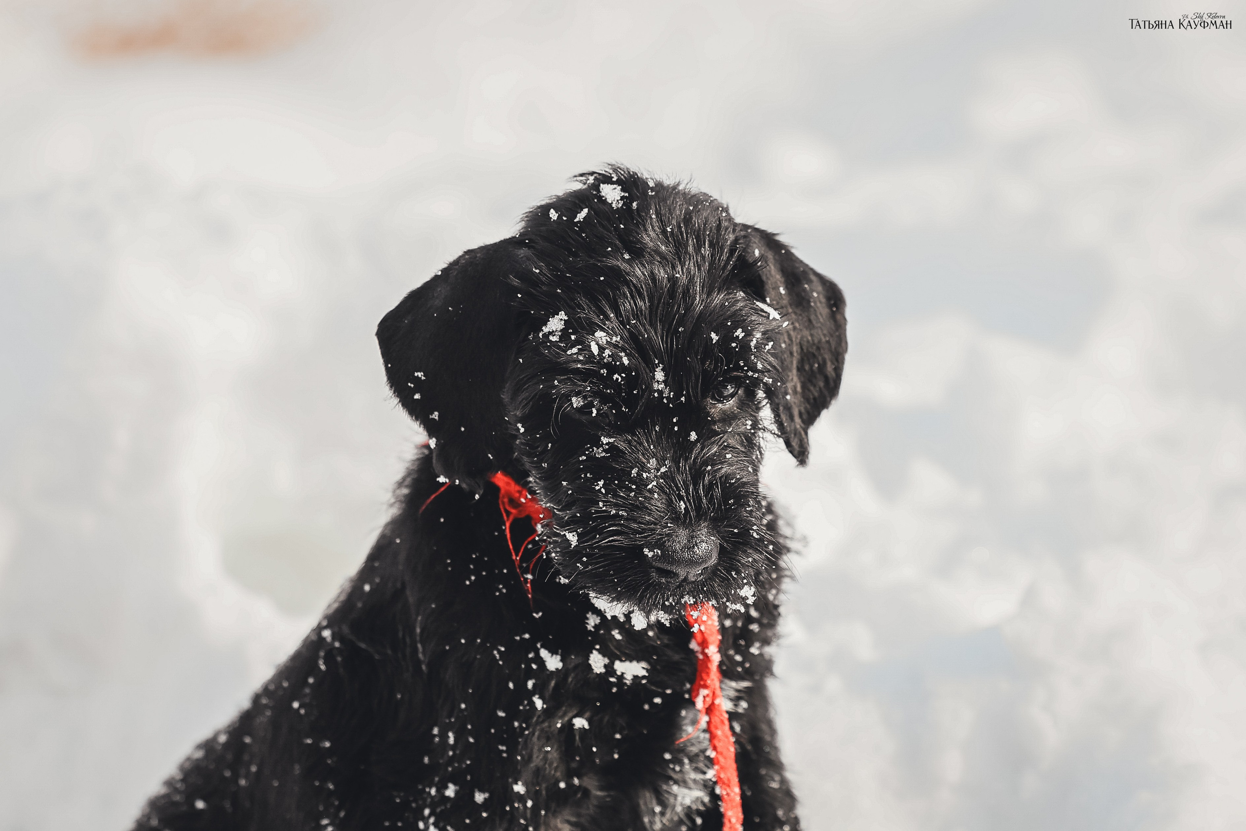 Ризеншнауцер, щенки ризеншнауцера, купить ризеншнауцера, купить щенка, ризеншнауцер Новосибирск, фотосъемка щенков, фотосессия собак, заказать фотосессию, фотографии щенков, сфотографировать щенка, фотограф Анималист, фотограф собак Новосибирск, фотограф анималист Новосибирск