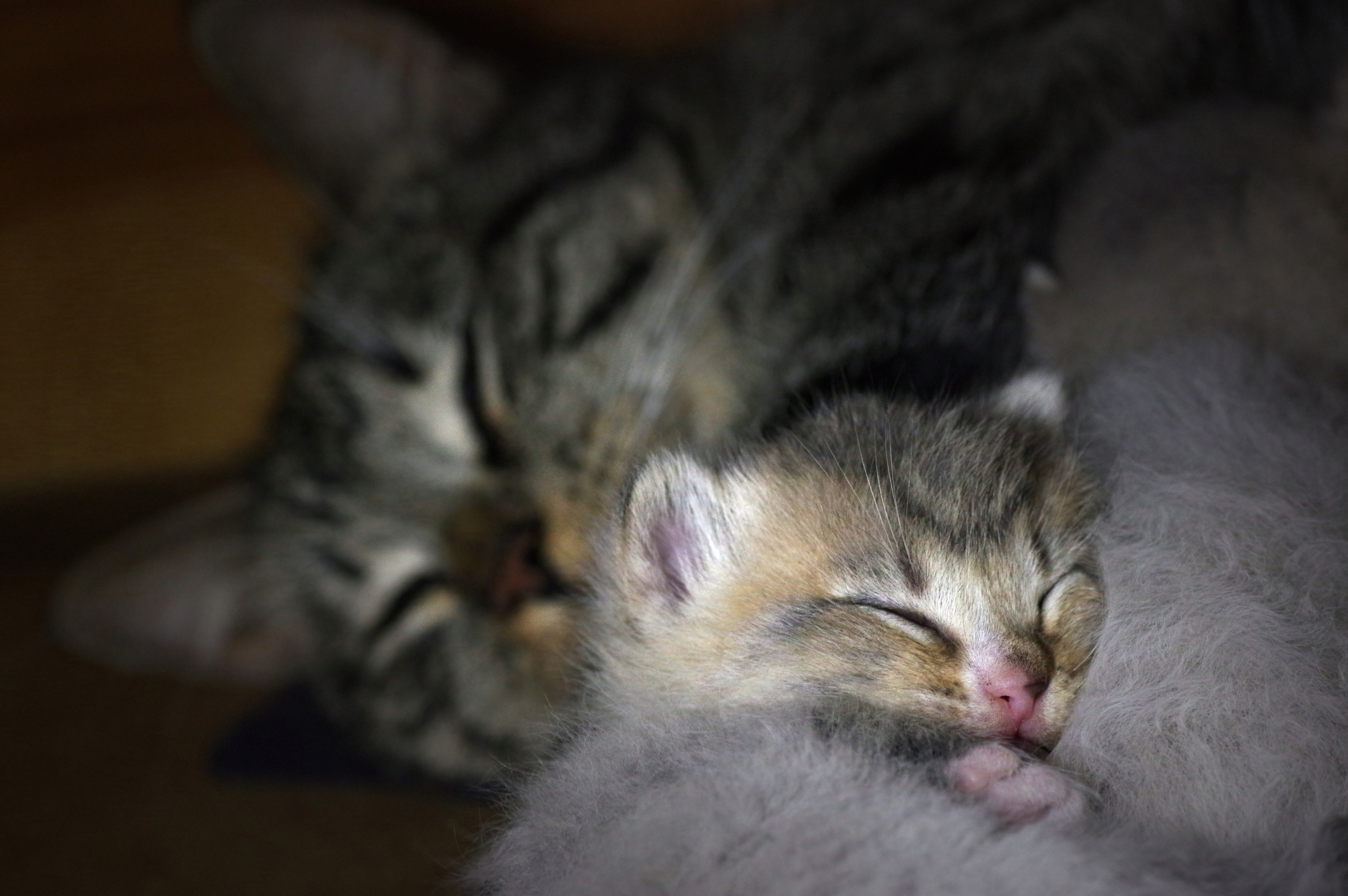 Котятам 16 дней. Вадим Шейдин