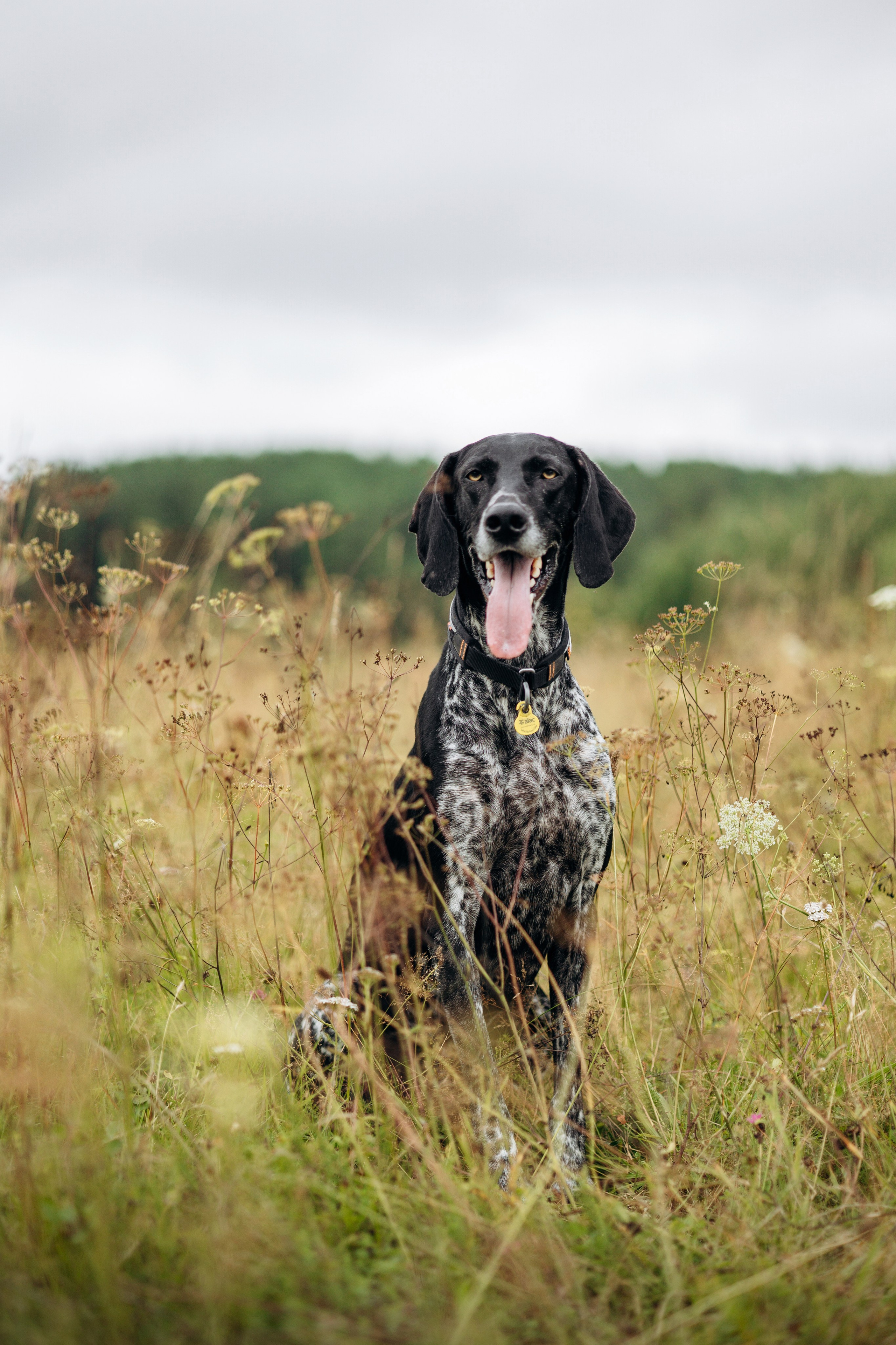 Хеликс и его семья. Фотограф — Анималист | Санкт-Петербург