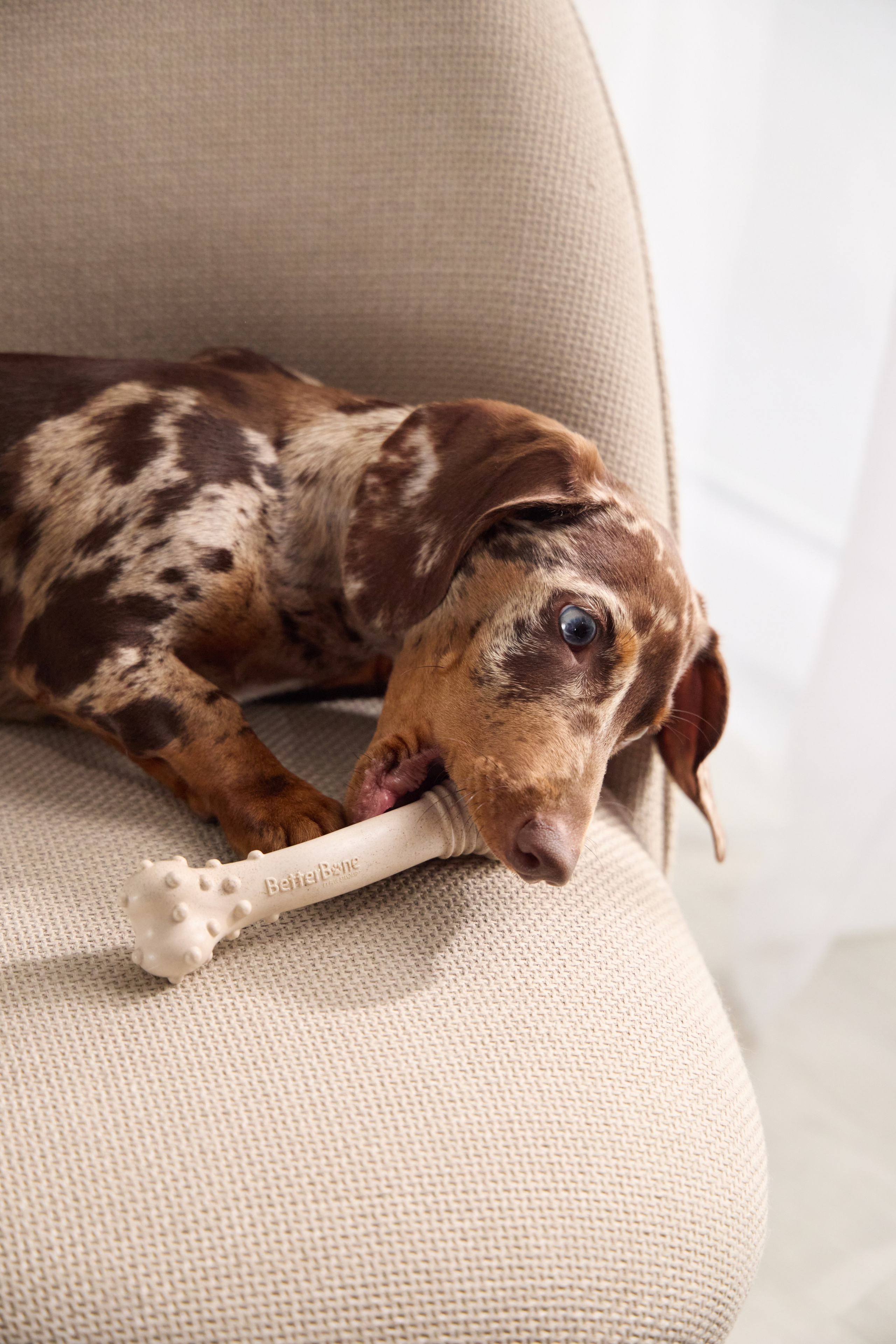 Commercial photography. Фотограф-анималист Аверьянова Анна — Художественная фотосъёмка собак