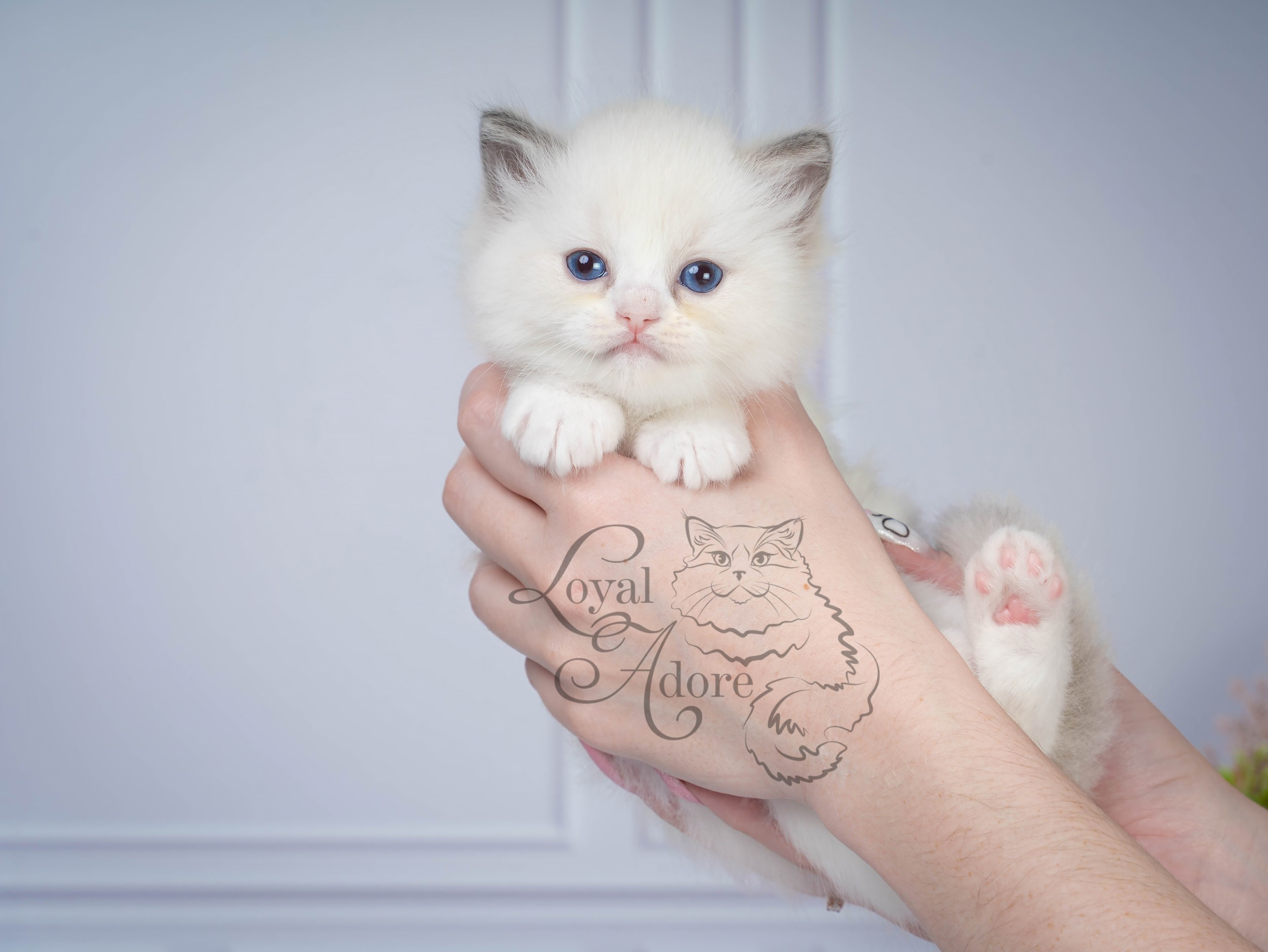 Котята рэгдолл от Loyal Adore. Питомник рэгдолл Loyal Adore