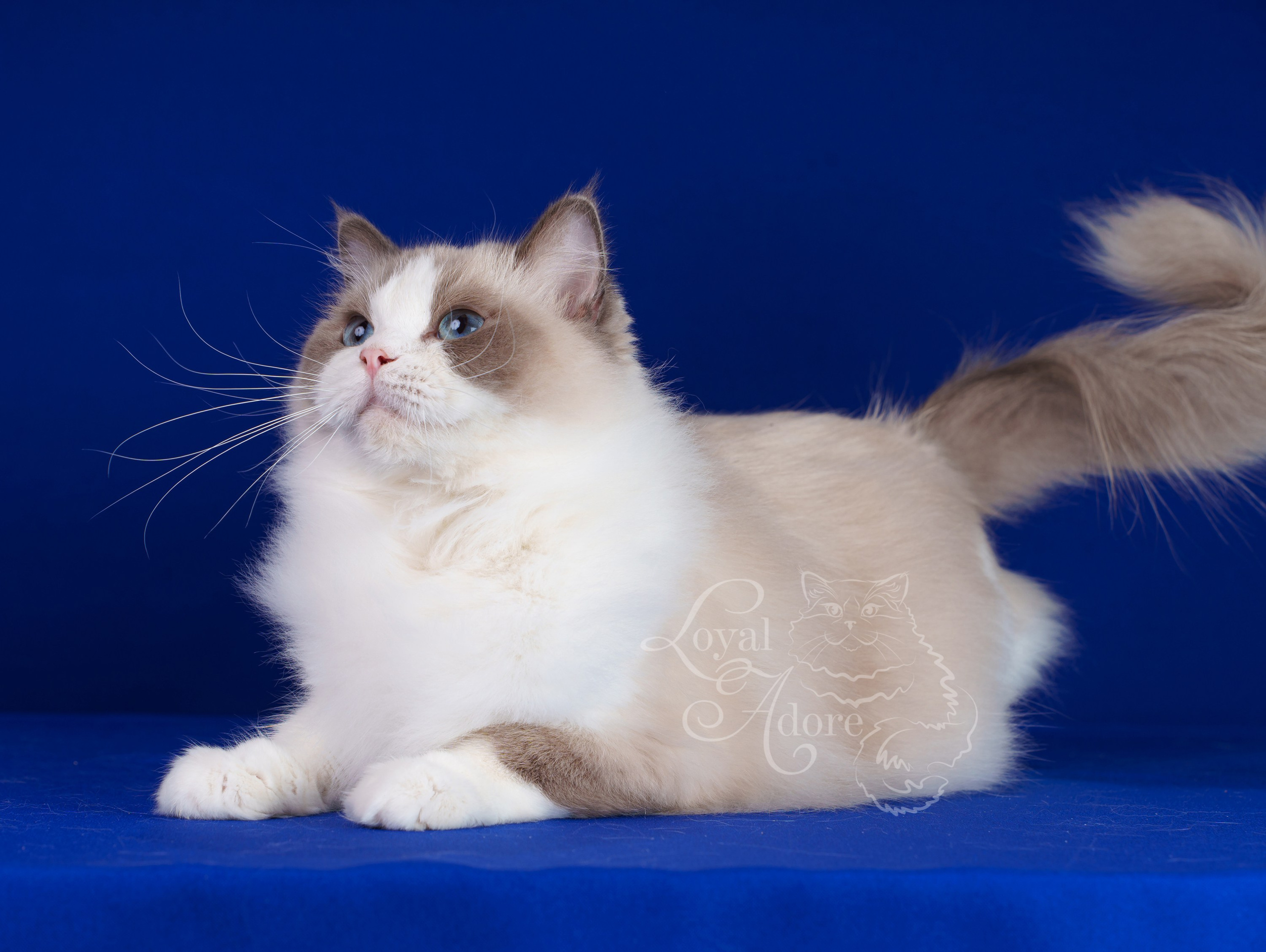 Кошки производители Loyal Adore. Питомник рэгдолл Loyal Adore