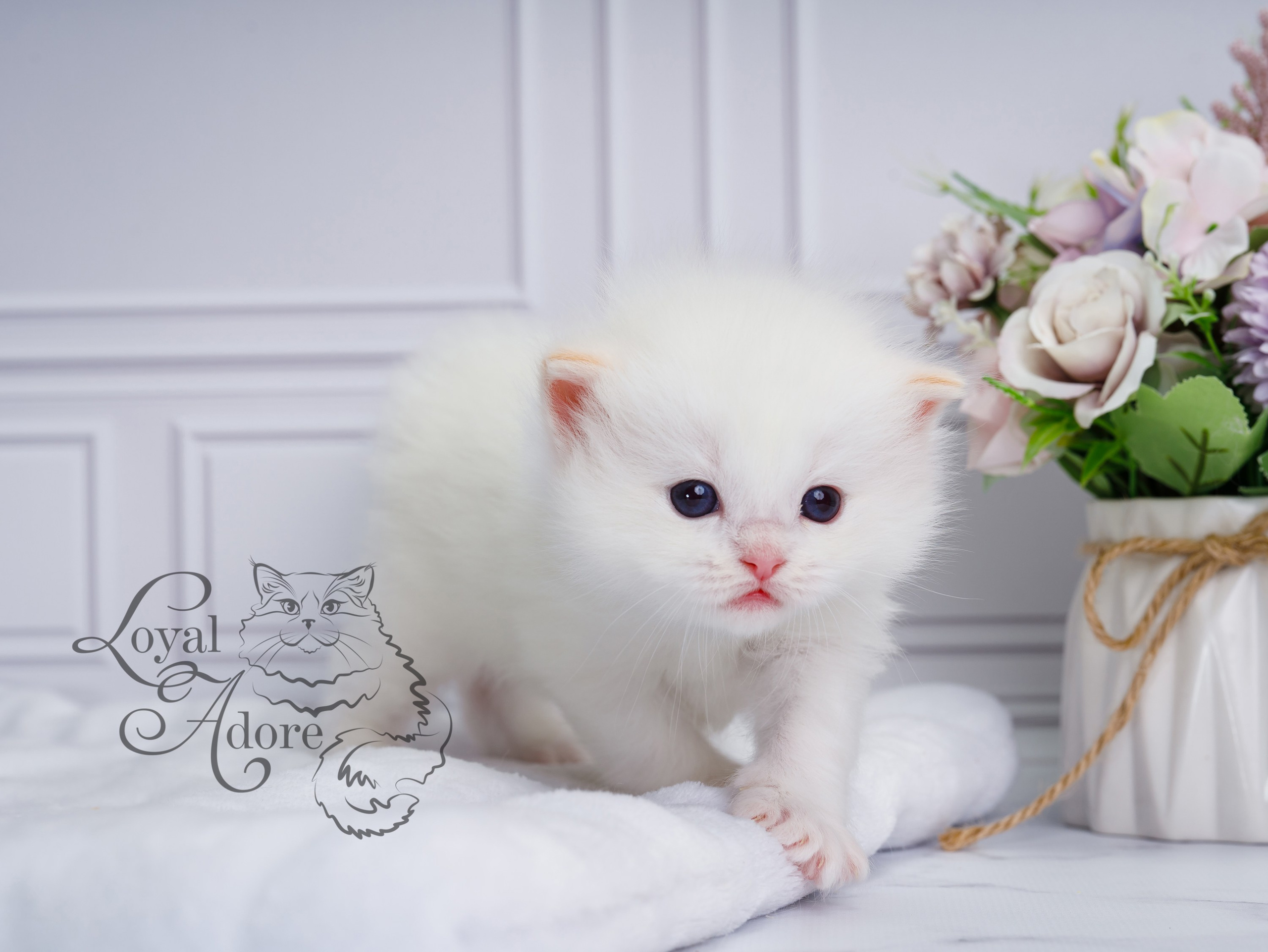 Котята рэгдолл от Loyal Adore. Питомник рэгдолл Loyal Adore