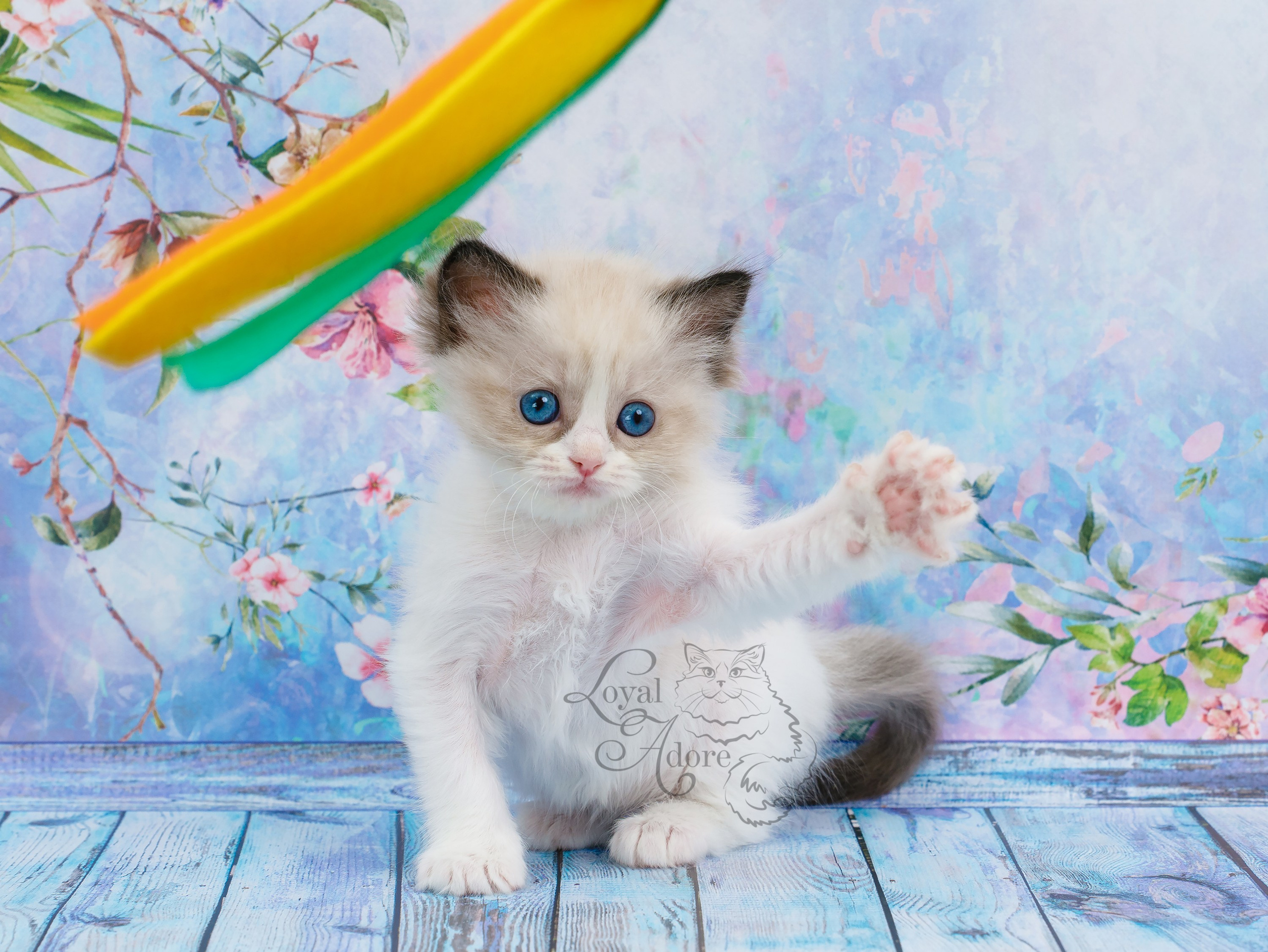 Котята рэгдолл от Loyal Adore. Питомник рэгдолл Loyal Adore