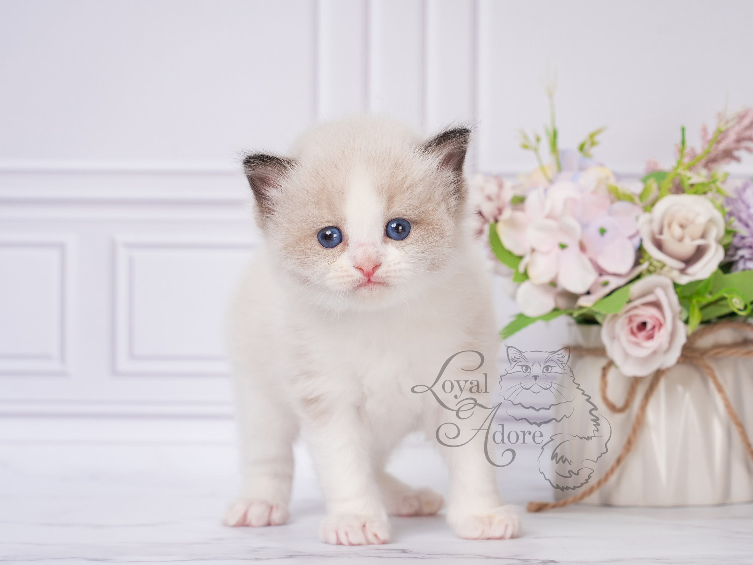 Котята рэгдолл от Loyal Adore. Питомник рэгдолл Loyal Adore