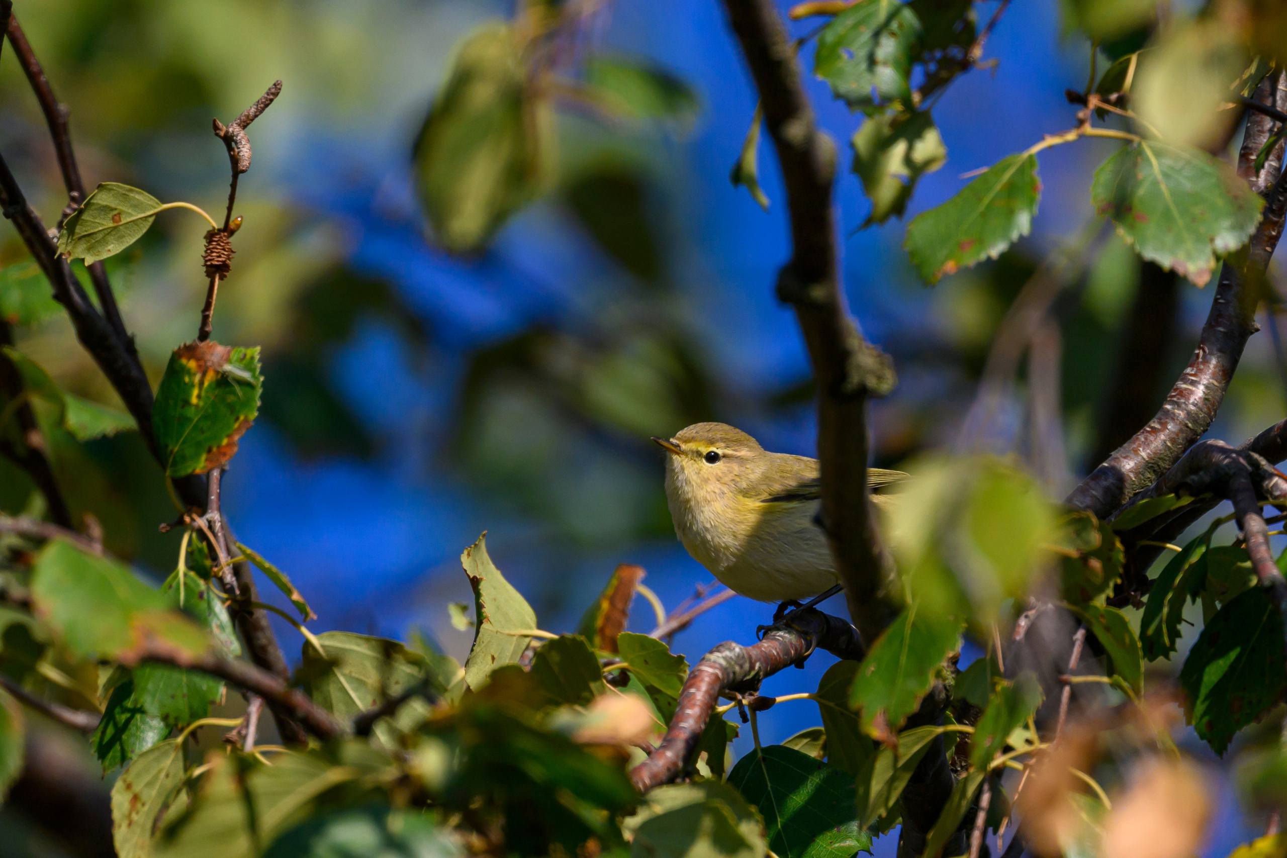 Бакланы и орлан-белохвост. Cormorants and white-tailed eagle. Фотограф Сергей Пупонин