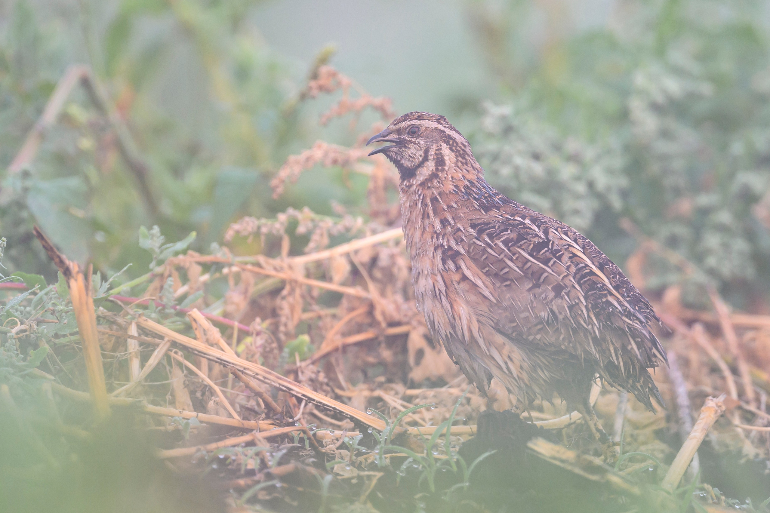Перепела в тумане. Wildlife photography by Sergey Puponin