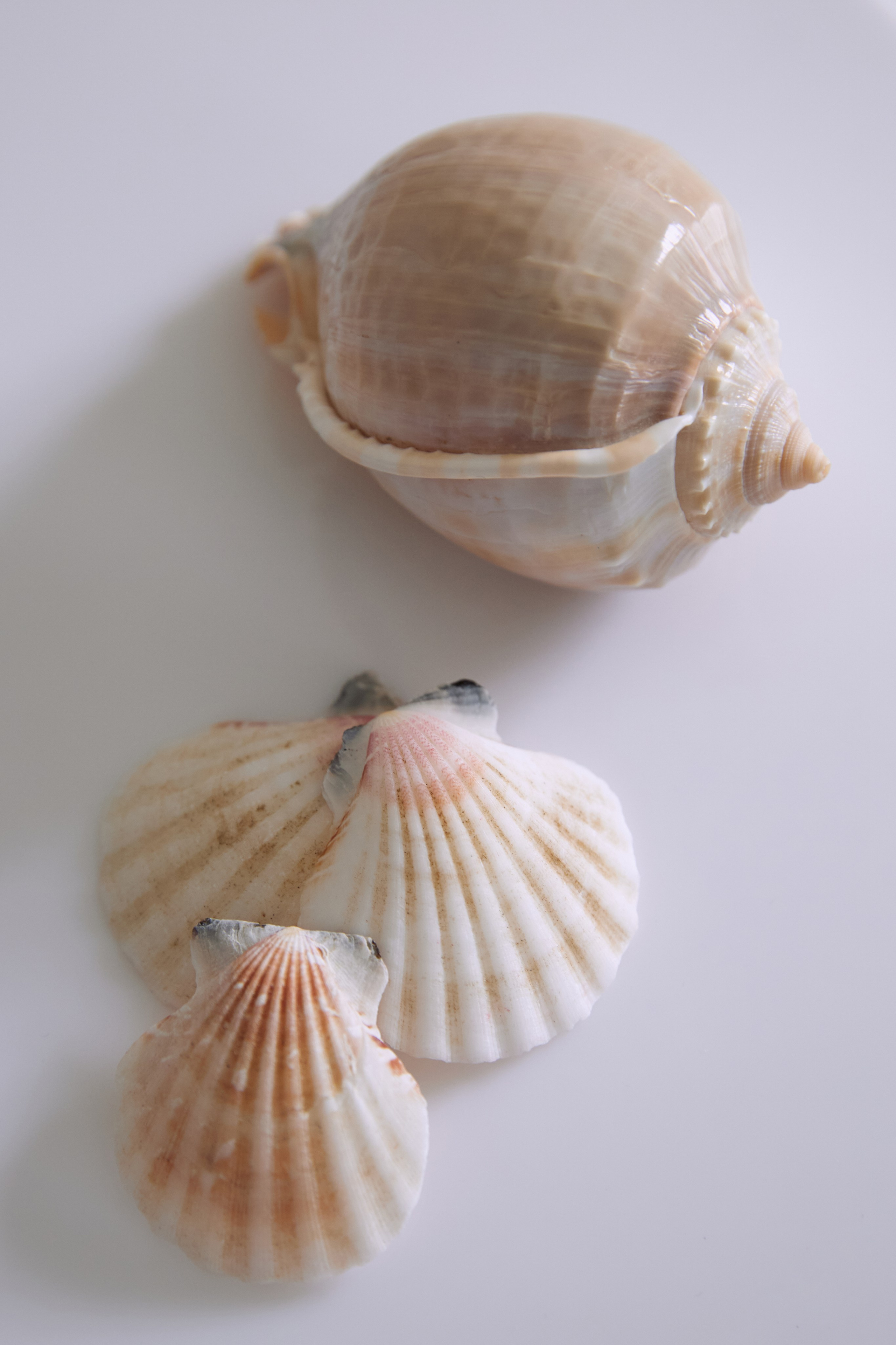 Реквизит для предметной съемки. Content Studio фотостудия