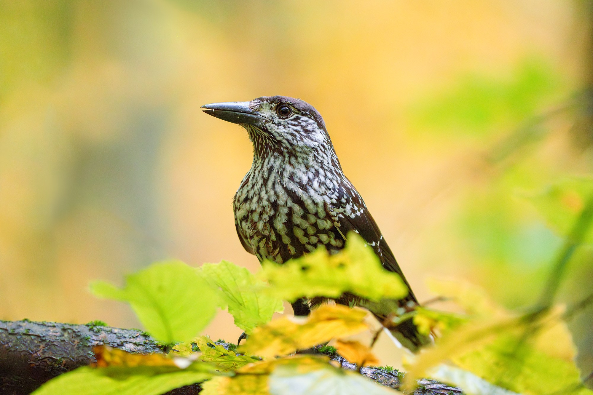 Удивительные мир птиц. Вокруг нас столько прекрасного — присмотритесь!. Ваш личный фотограф Марина Волкова