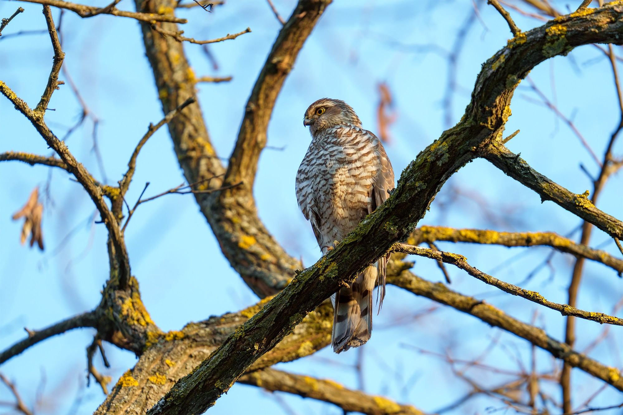 Удивительные мир птиц. Вокруг нас столько прекрасного — присмотритесь!. Ваш личный фотограф Марина Волкова