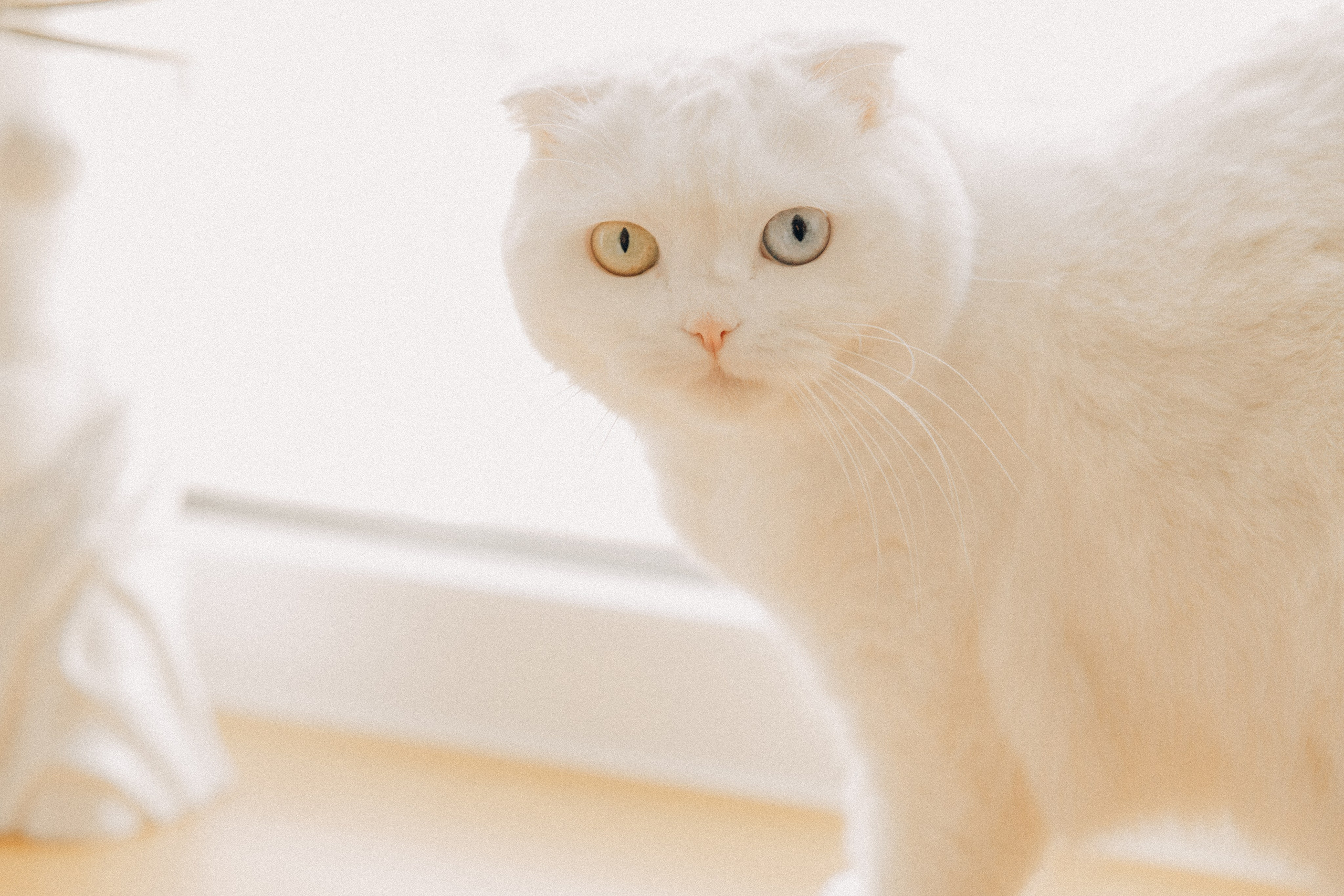 Ева. Главная