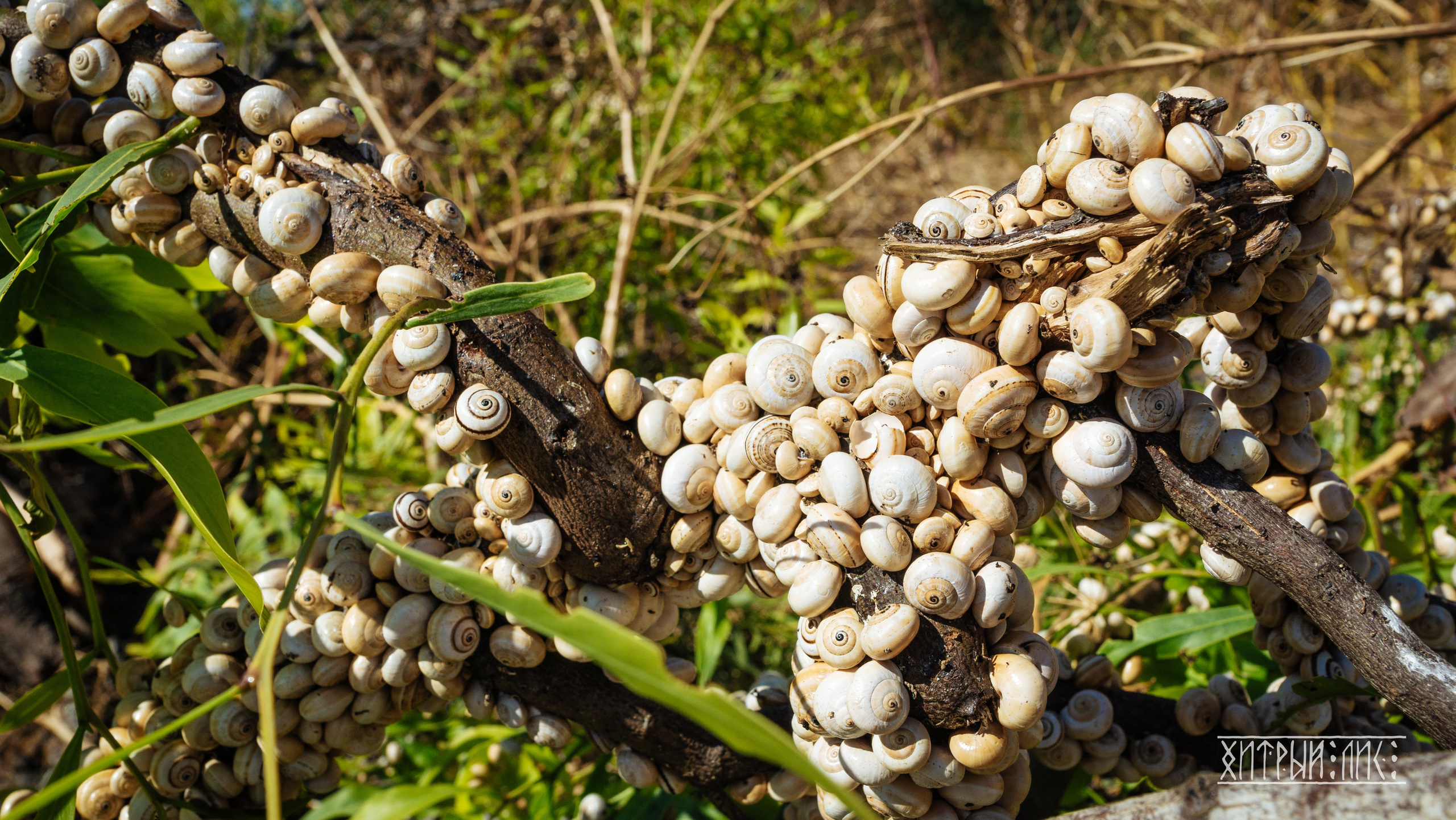 Кипр. Фотограф-путешественник Самойлов Максим «Sly Fox»