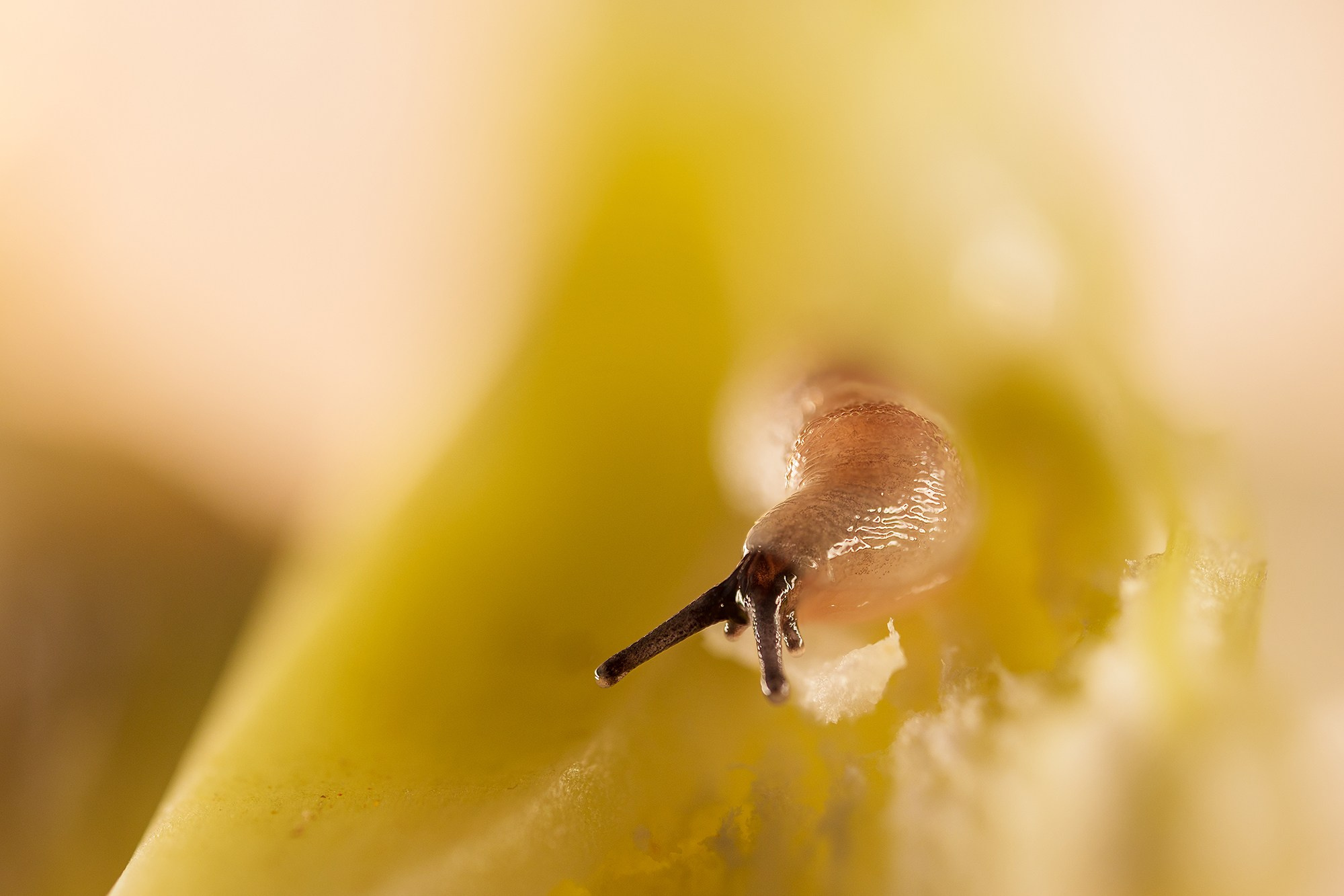 Макросъёмка. Ваш личный фотограф Марина Волкова