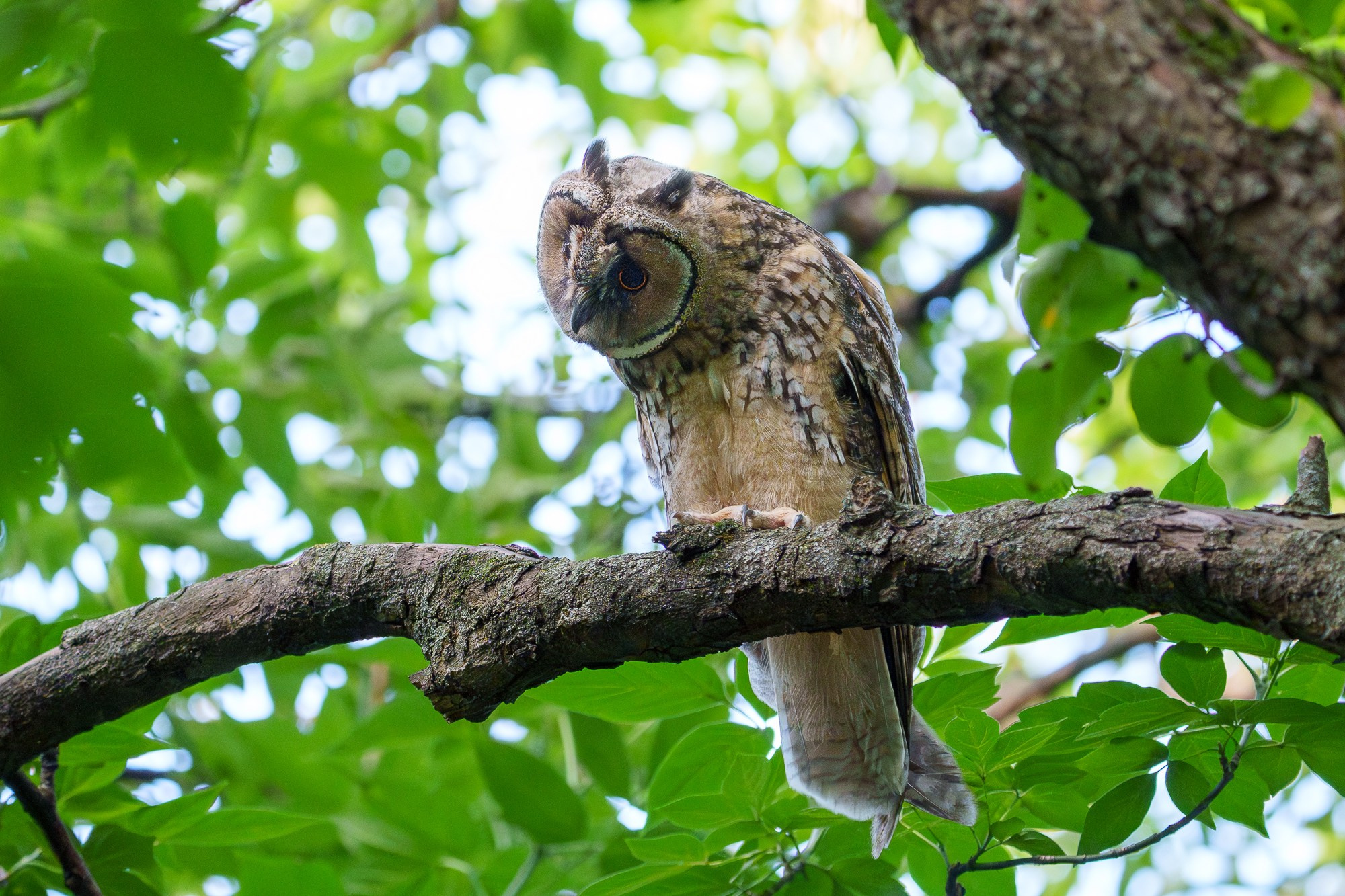 Удивительные мир птиц. Вокруг нас столько прекрасного — присмотритесь!. Ваш личный фотограф Марина Волкова