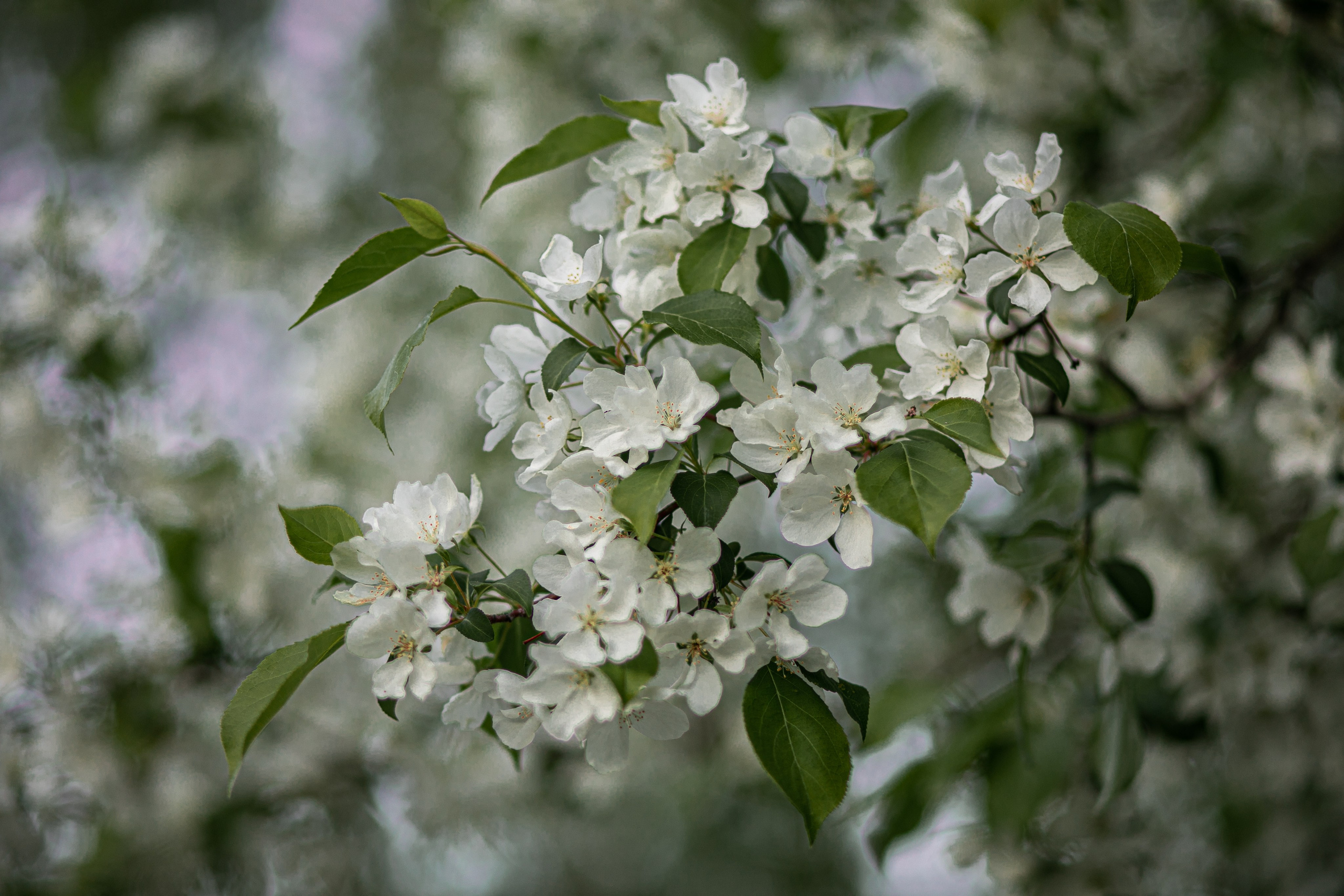 Времена года. Фотограф Елена Вишневская (Ушакова) Нефтеюганск, Сургут, Тюмень