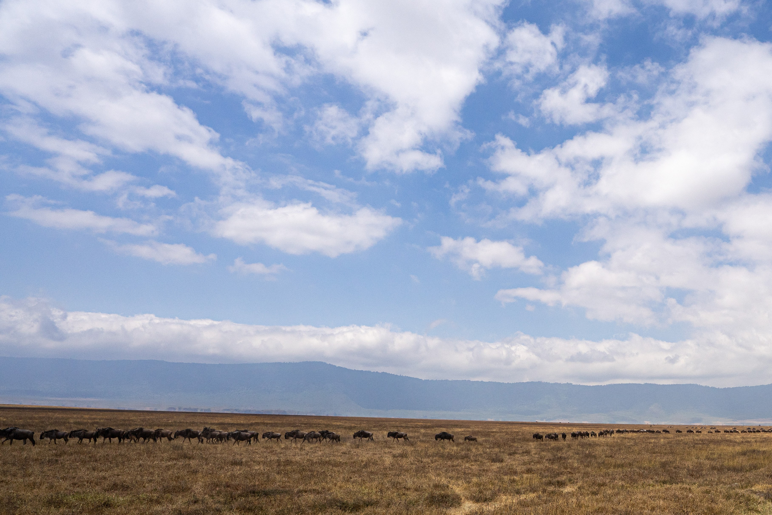 Танзания, сафари, 2025. Творческие сьемки