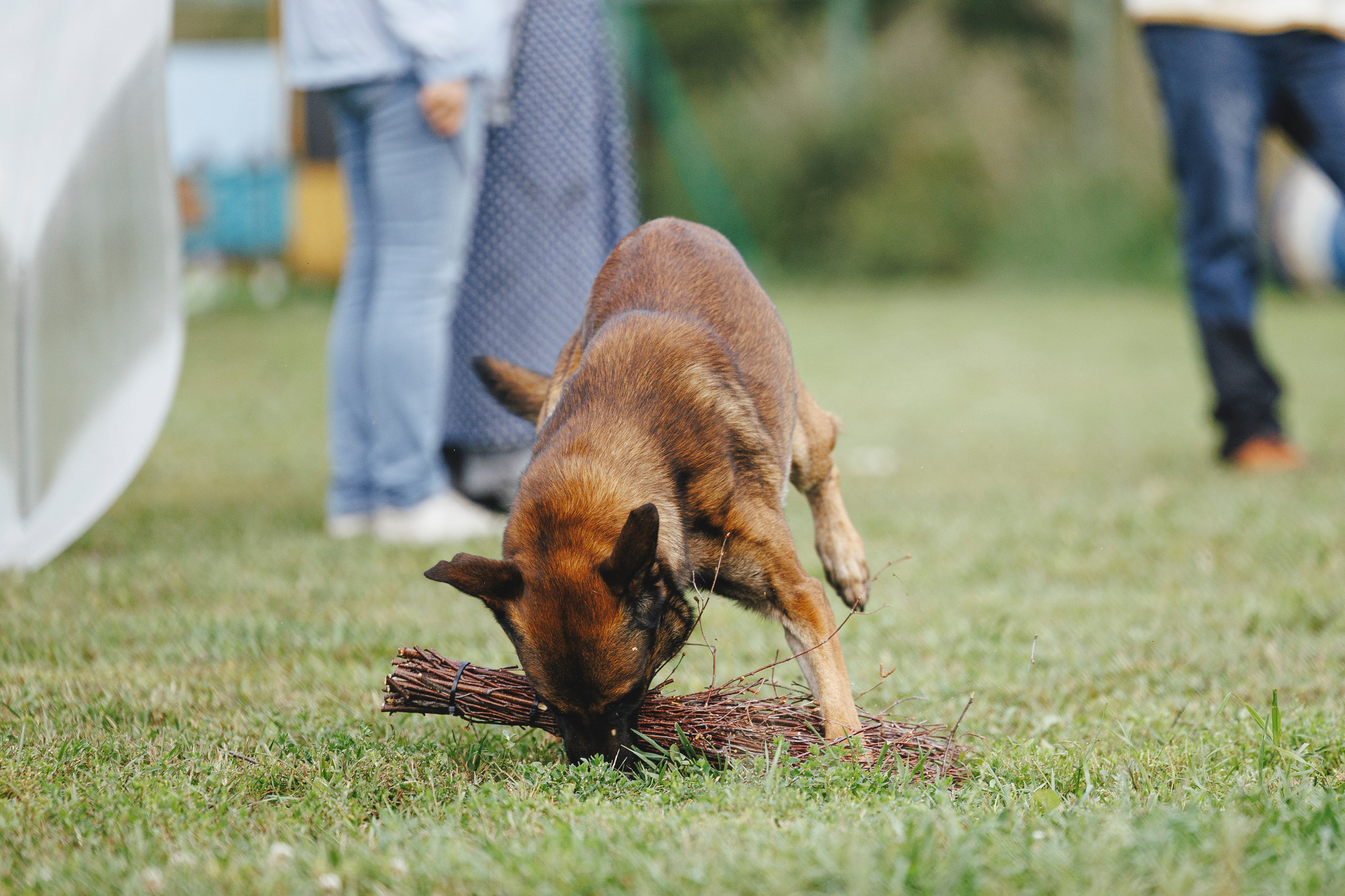 08.08.25-10.08.25 ЧР по мондьорингу г. Вологда. Фотограф-анималист Анна Маринич