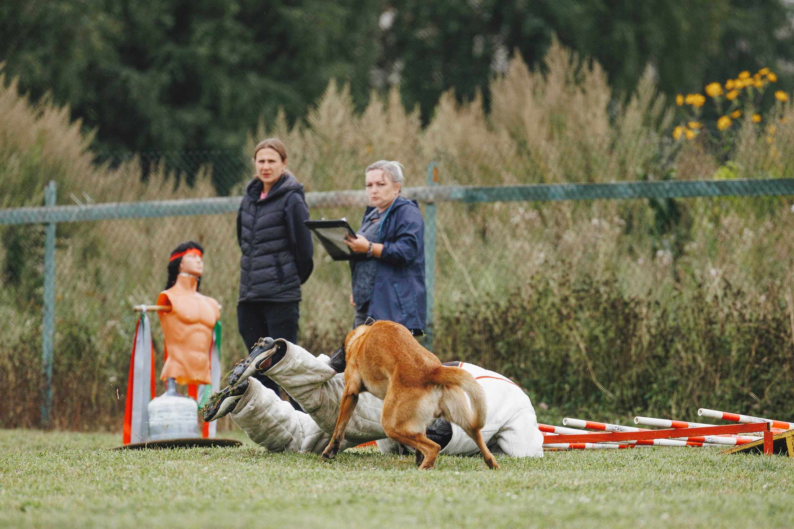 08.08.25-10.08.25 ЧР по мондьорингу г. Вологда. Фотограф-анималист Анна Маринич