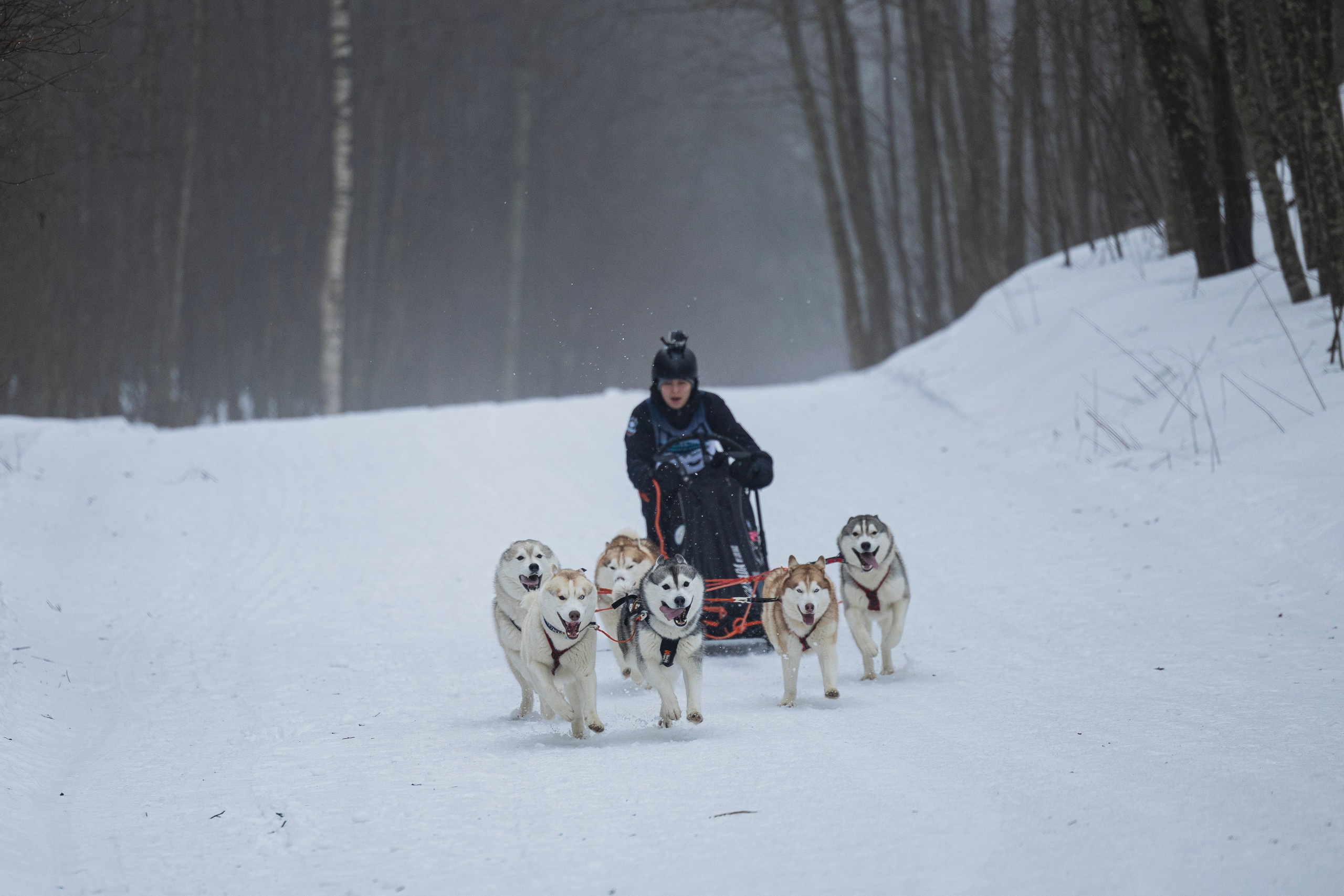 Зимний Чемпионат Санкт-Петербурга по ездовому спорту. Фотограф-анималист Анна Маринич
