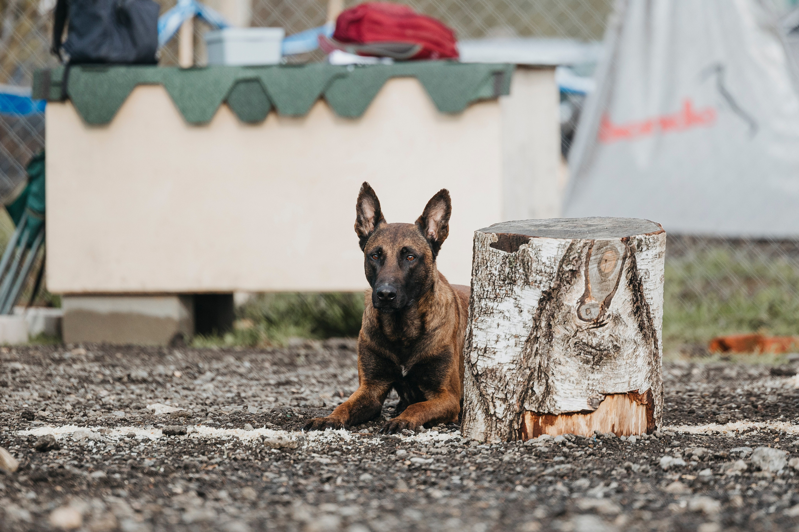 09.05.25 Вологда соревнования. Фотограф-анималист Анна Маринич
