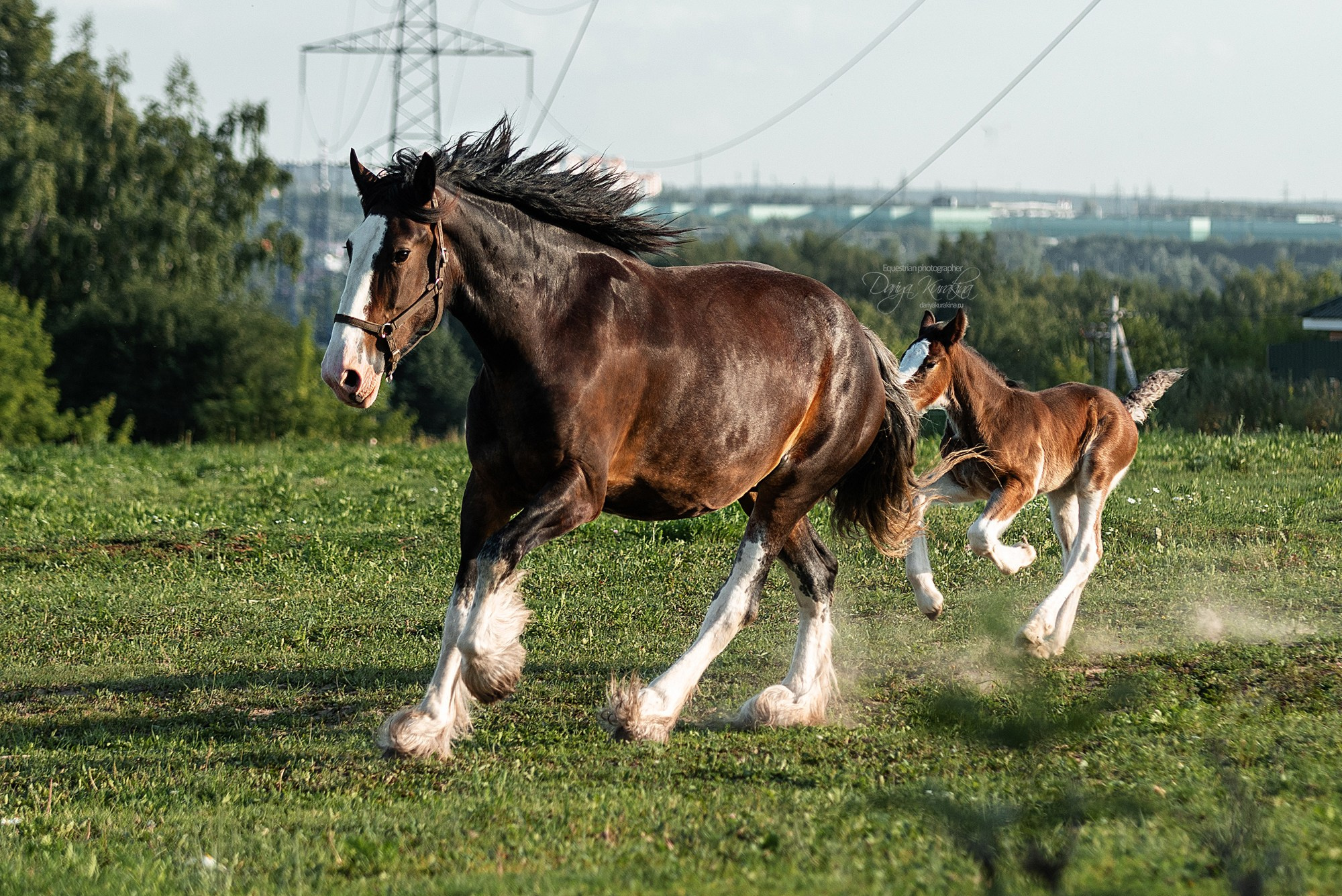 Рапунцель и Квини. Конный фотограф Куракина Дарья • Фотосессии с лошадьми