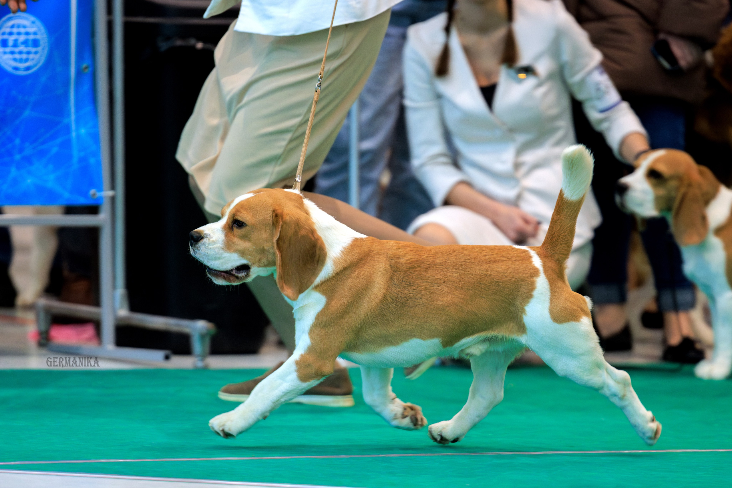 Минск 24-25.02.2024. Фотограф-анималист Юлия Германика
