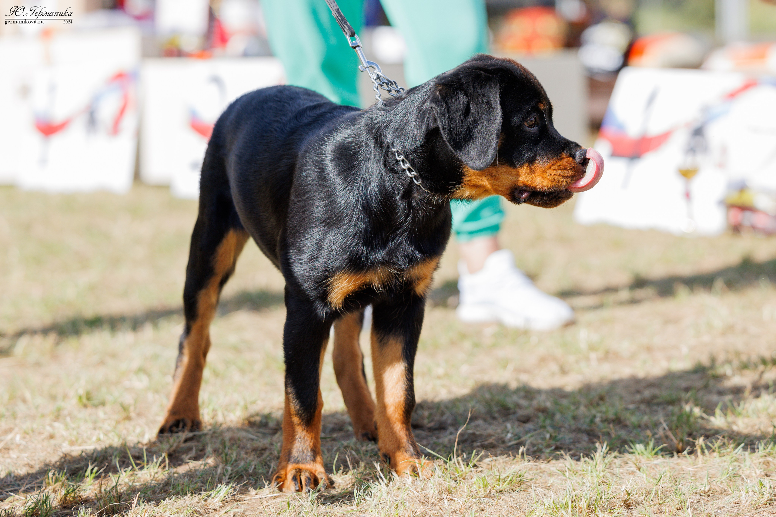 ПК и КЧК ротвейлеры Тверь 6-7.07.2024. Фотограф-анималист Юлия Германика