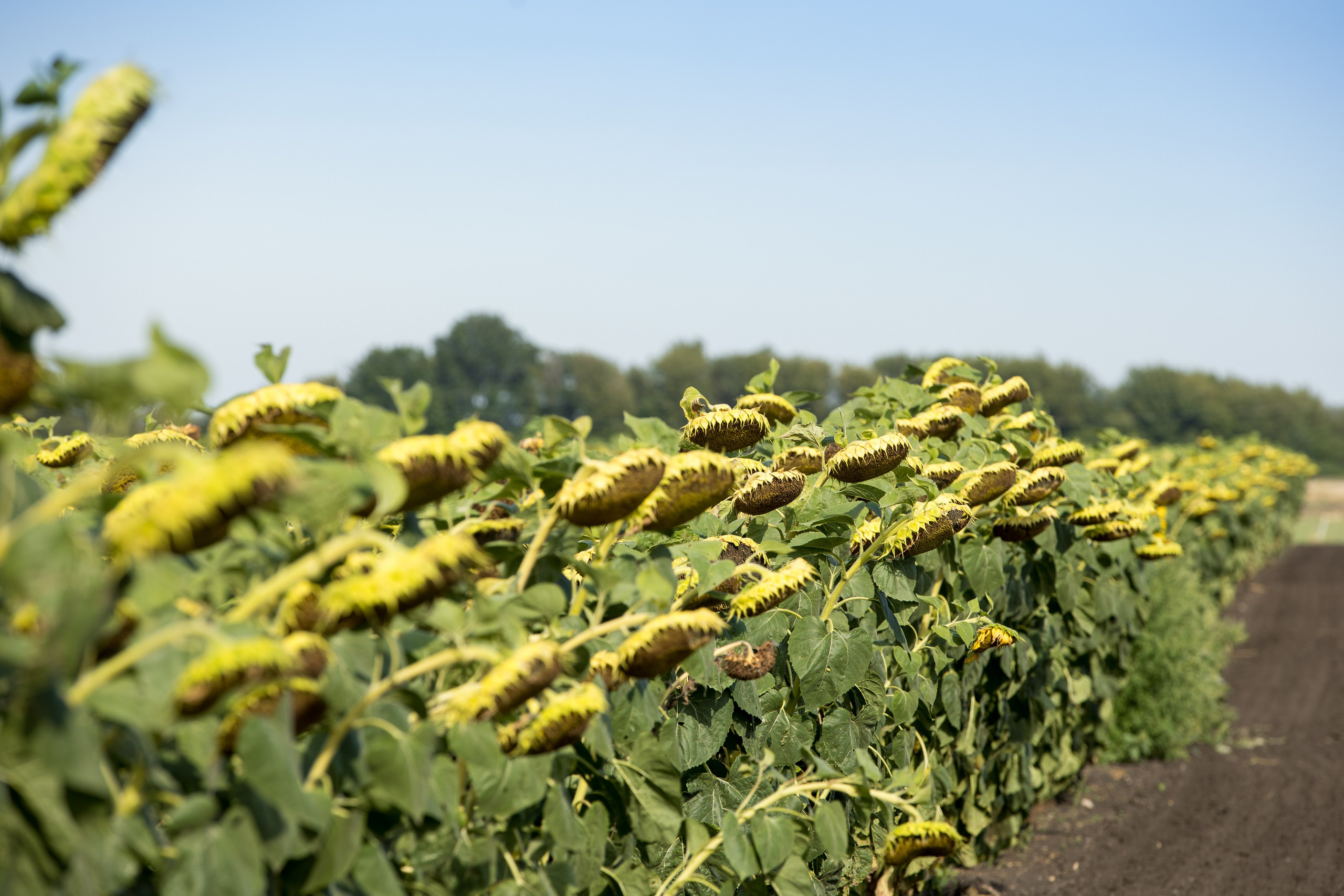 Решения для сельского хозяйства BASF 16.08.2022. Владислав Волков | Фотография и видеосъемка в Воронеже