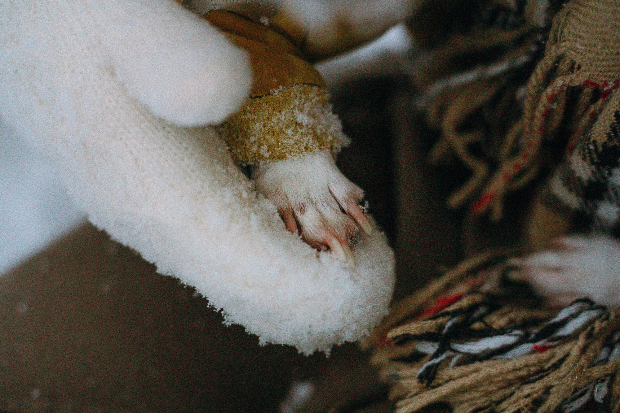 Алина, Ваниль и Элис. Фотограф анималист в Москве и Санкт-Петербурге Свиридова Анна