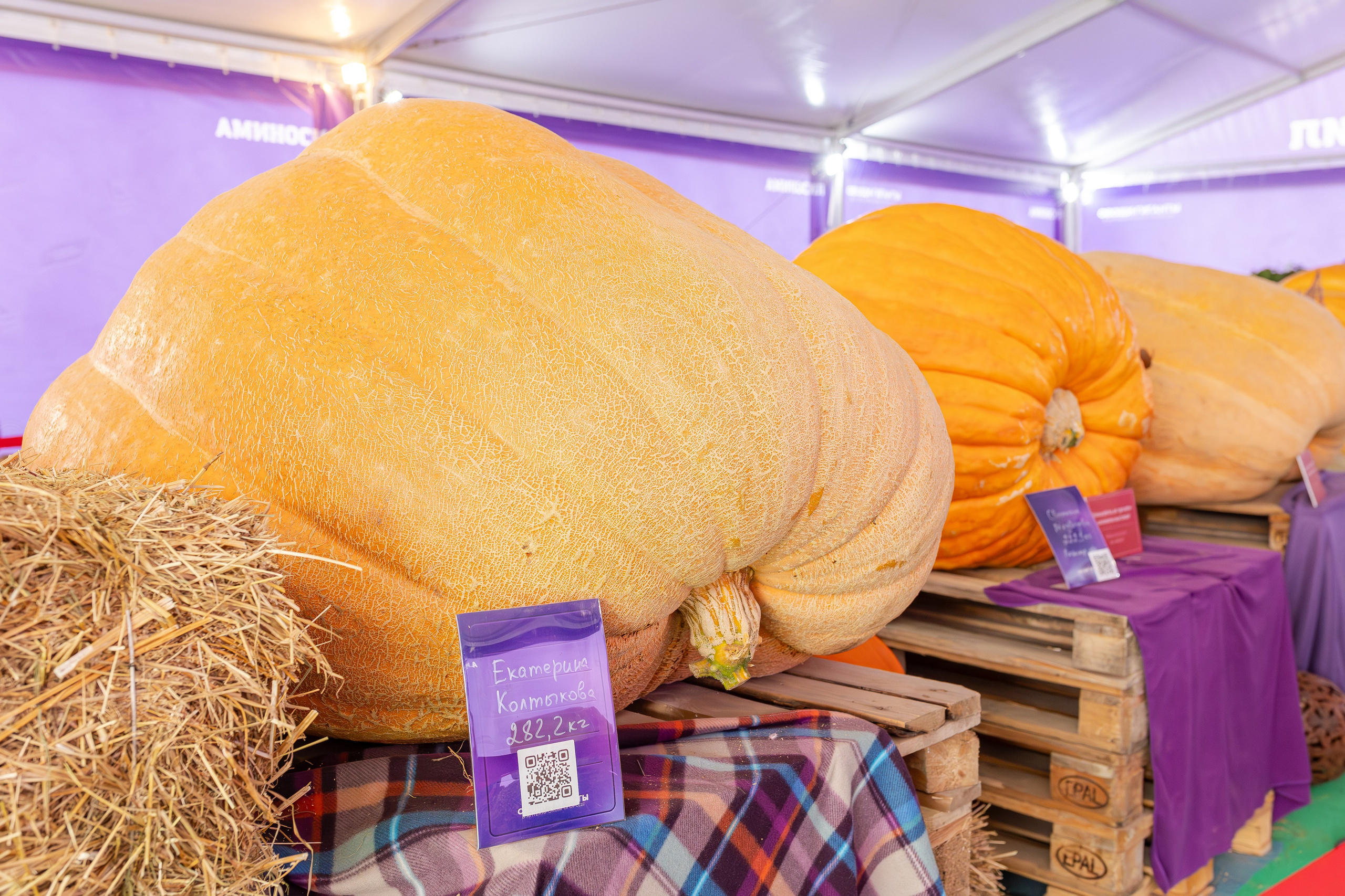 Овощи-гиганты. Александра Куликова фотограф, Москва