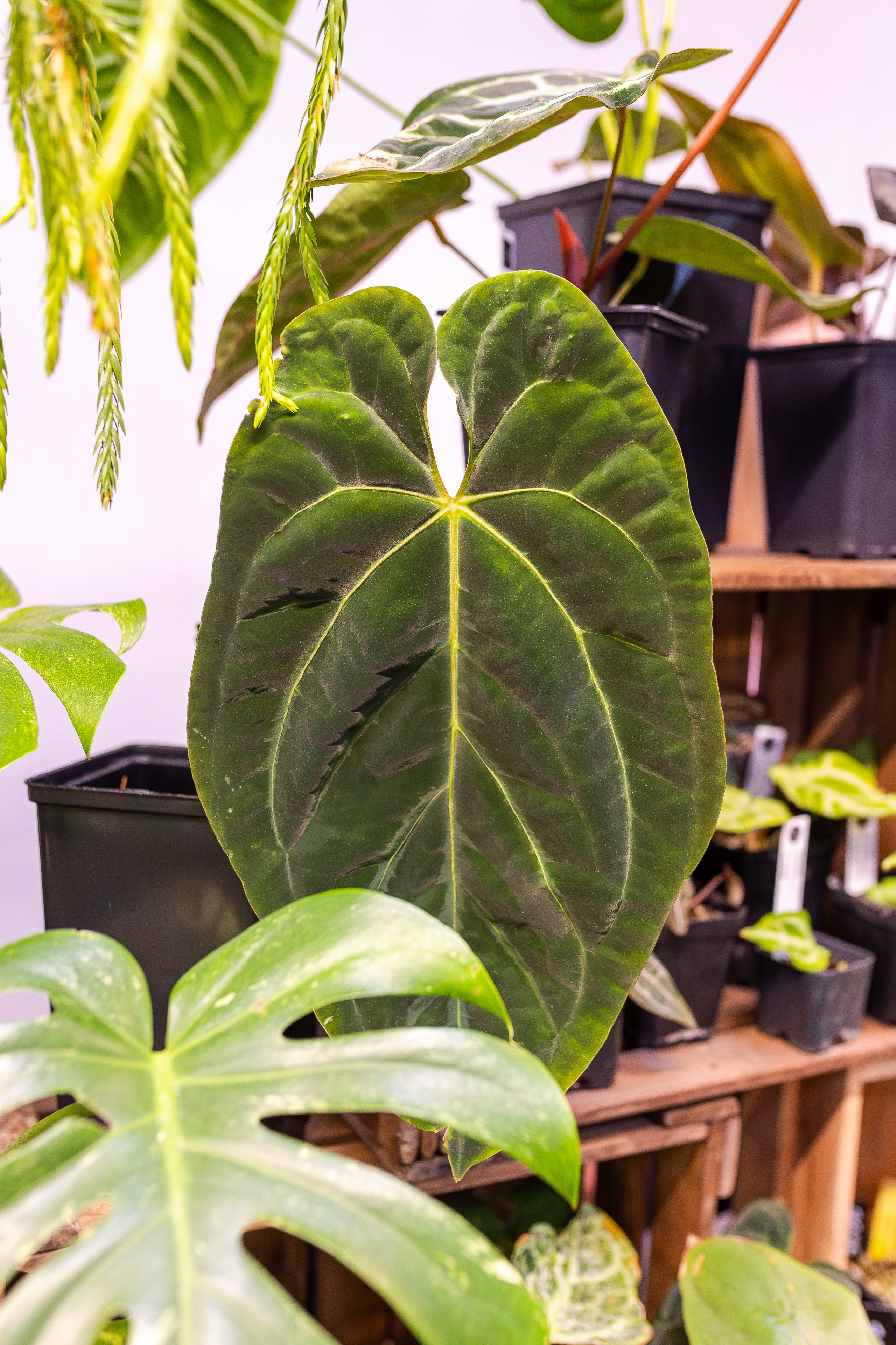 Монстериум апрель 2026. Александра Куликова фотограф, Москва