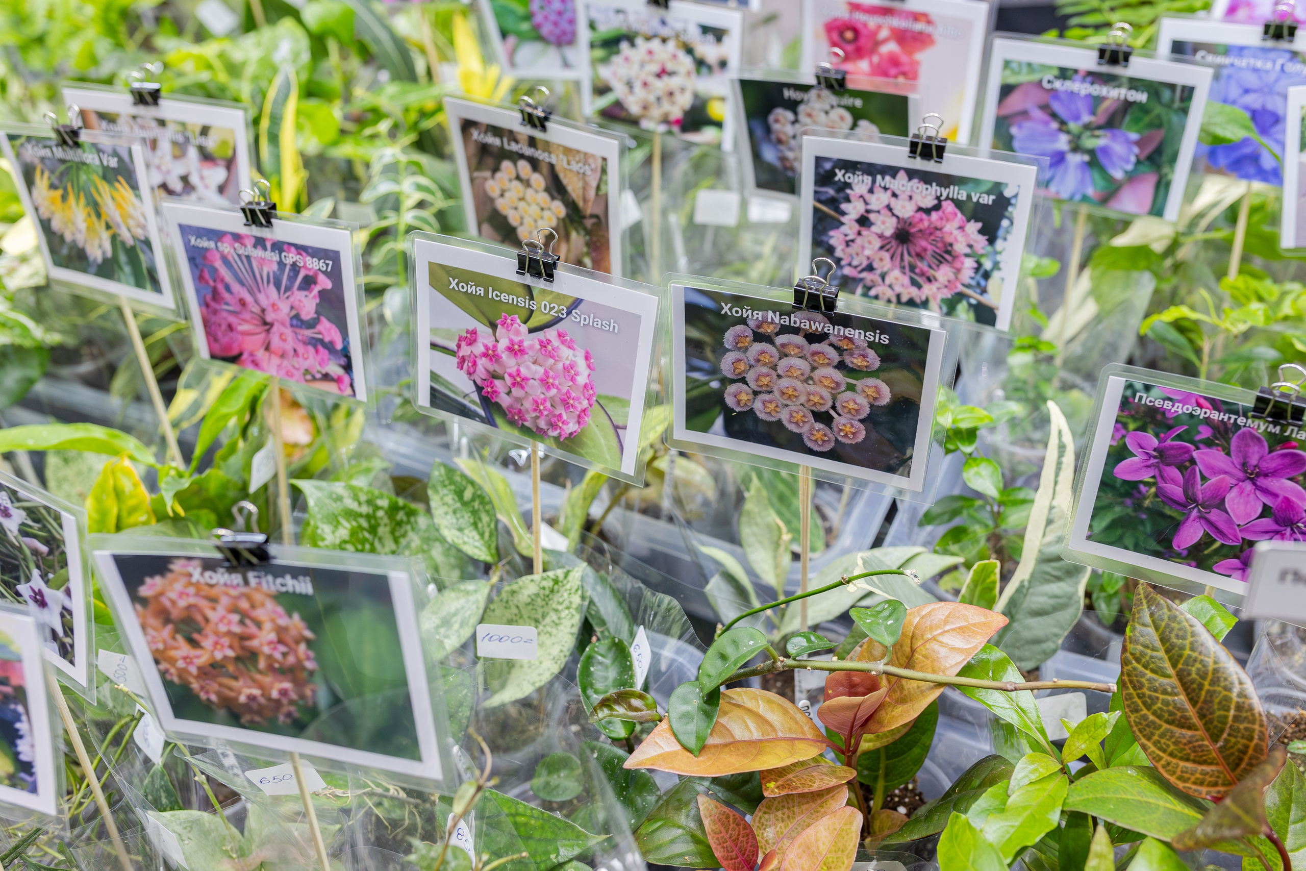 Монстериум апрель 2026. Александра Куликова фотограф, Москва