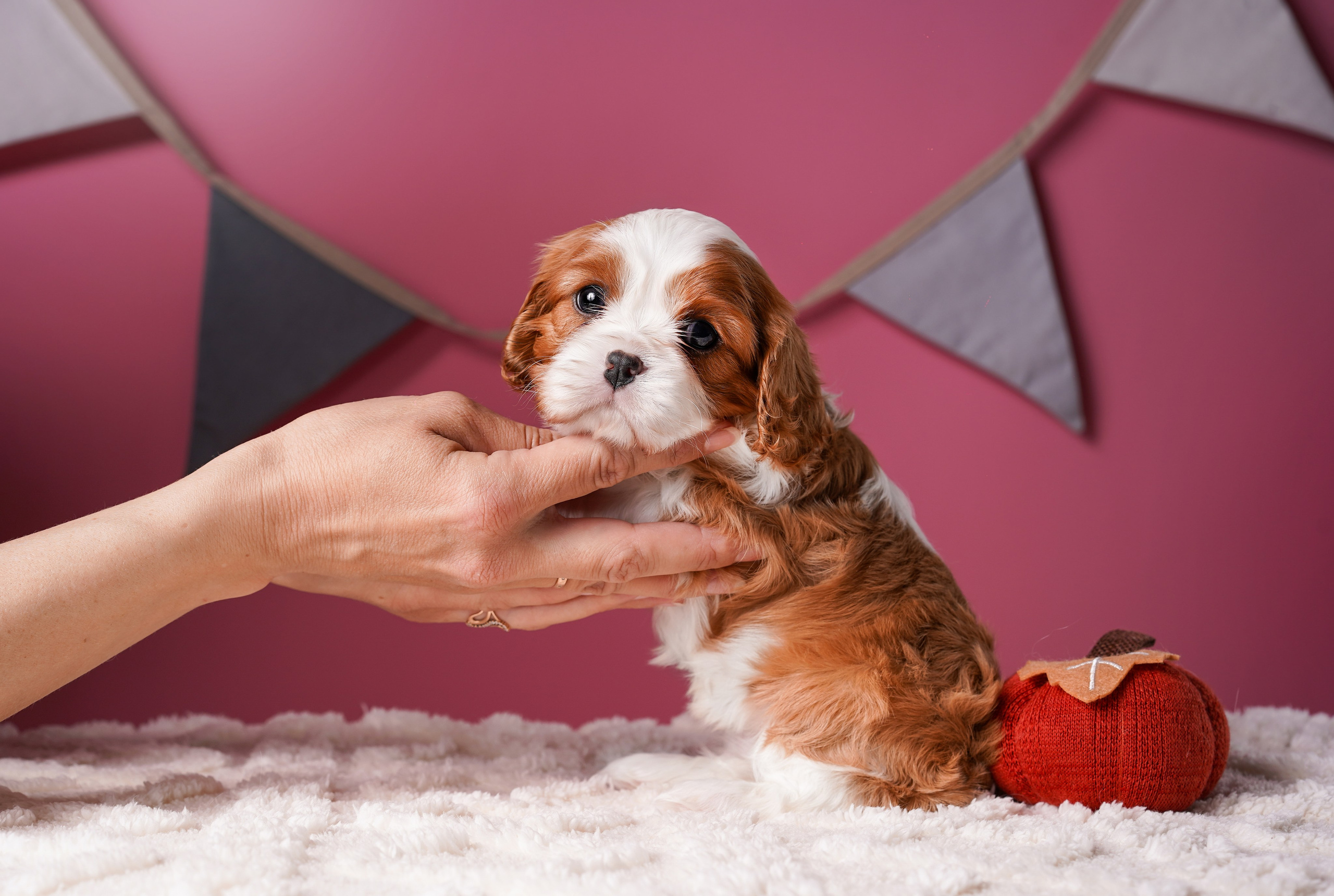 Щенки кавалера. Фотограф-анималист в Санкт-Петербурге Яна Мартынова