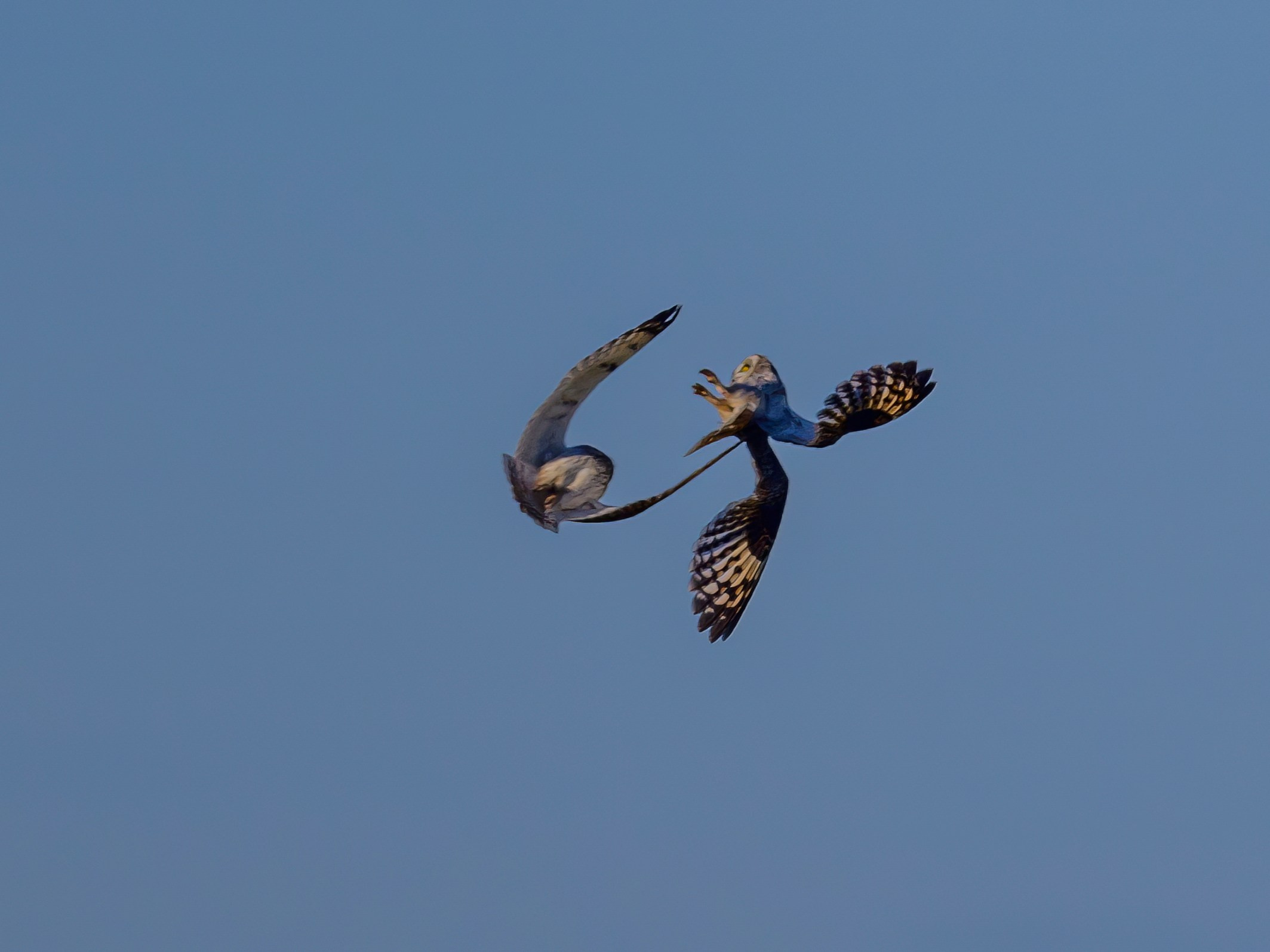 Short eared owl. Wildlife photography by Sergey Puponin