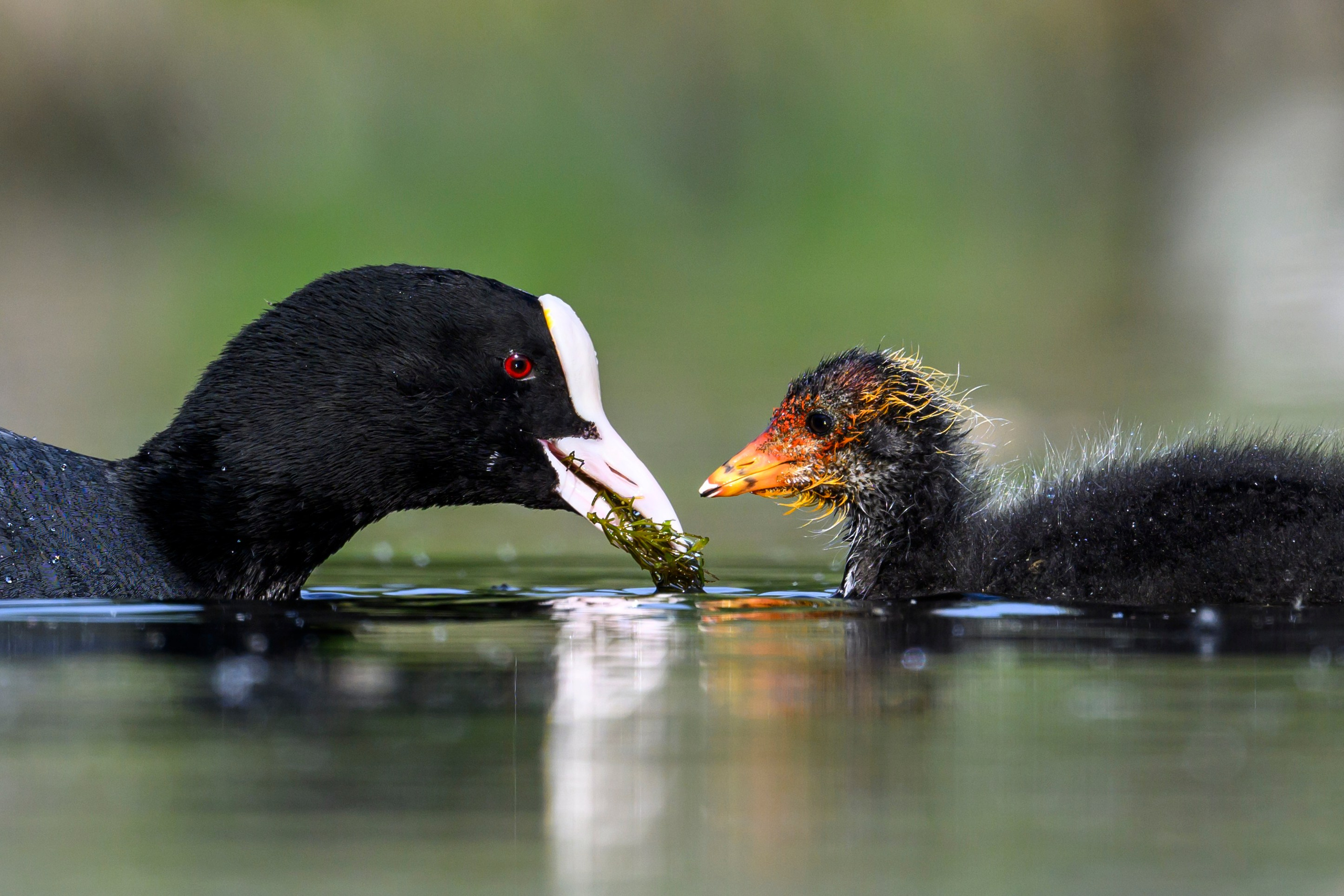 На болоте. Wildlife photography by Sergey Puponin