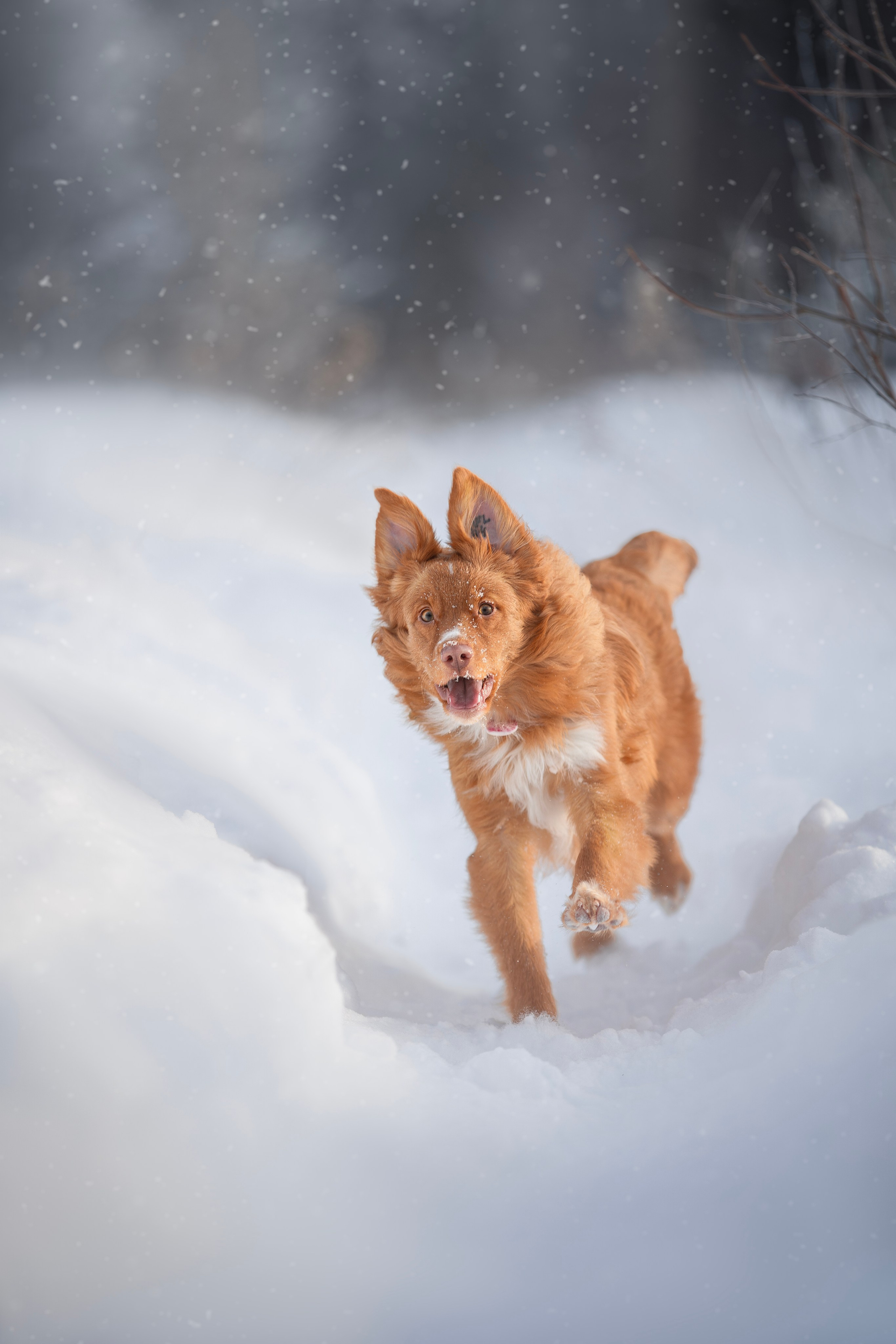 Руби, Николь, Кирилл и Мила. Фотограф анималист в Москве Майорова Евгения