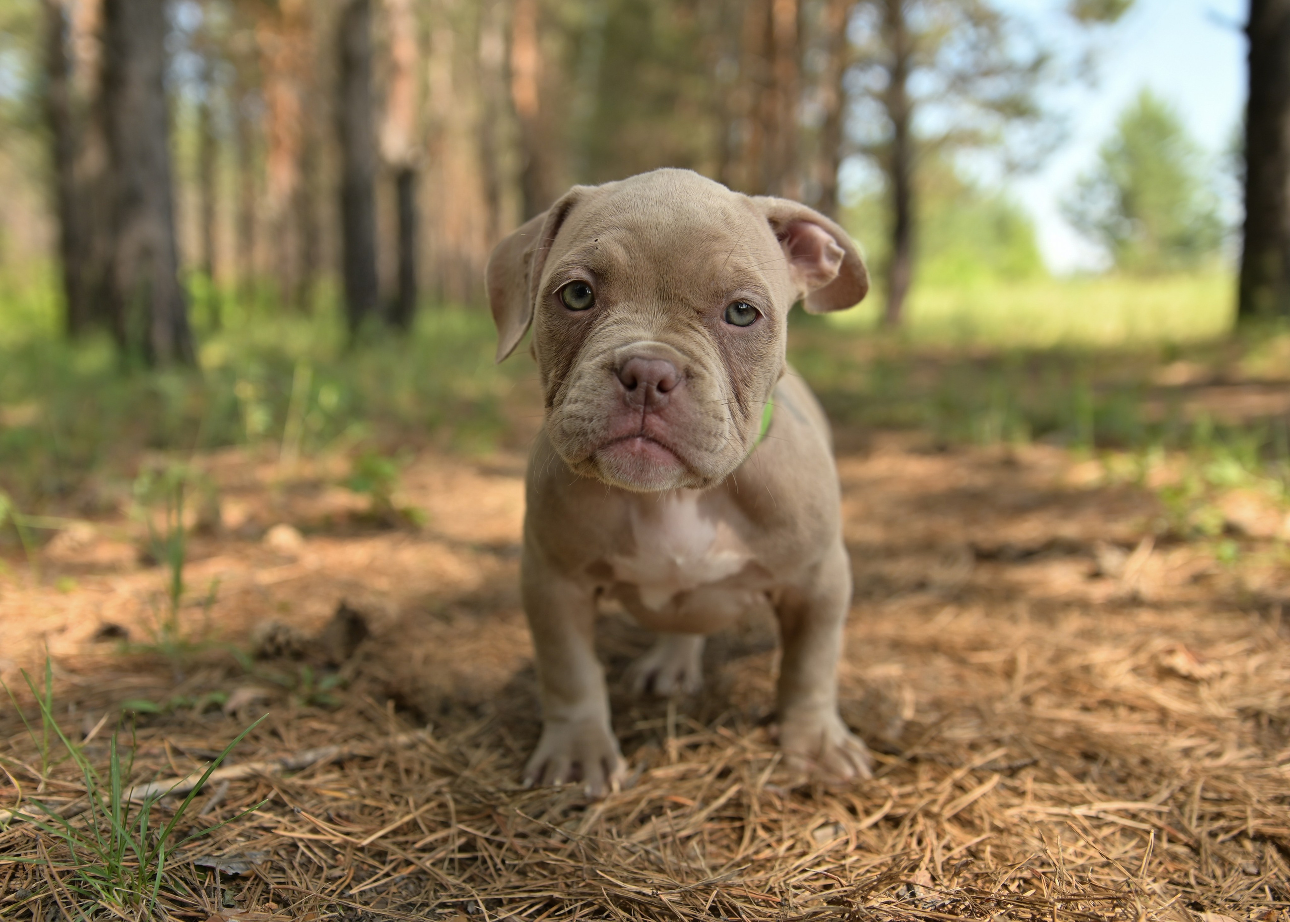 Свободные щенки Американский Булли в Иркутске. Питомник собак Иркутск