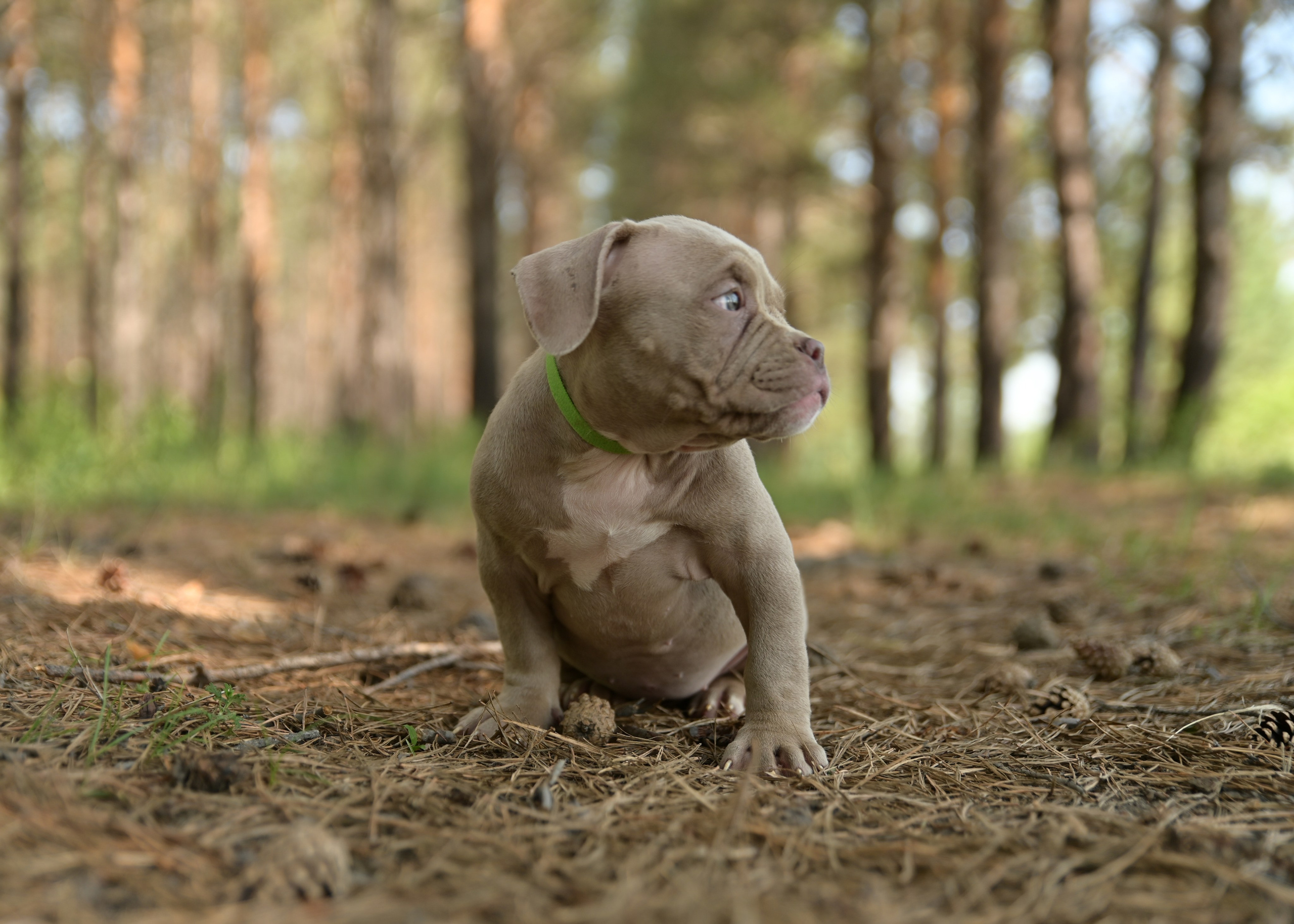 Свободные щенки Американский Булли в Иркутске. Питомник собак Иркутск