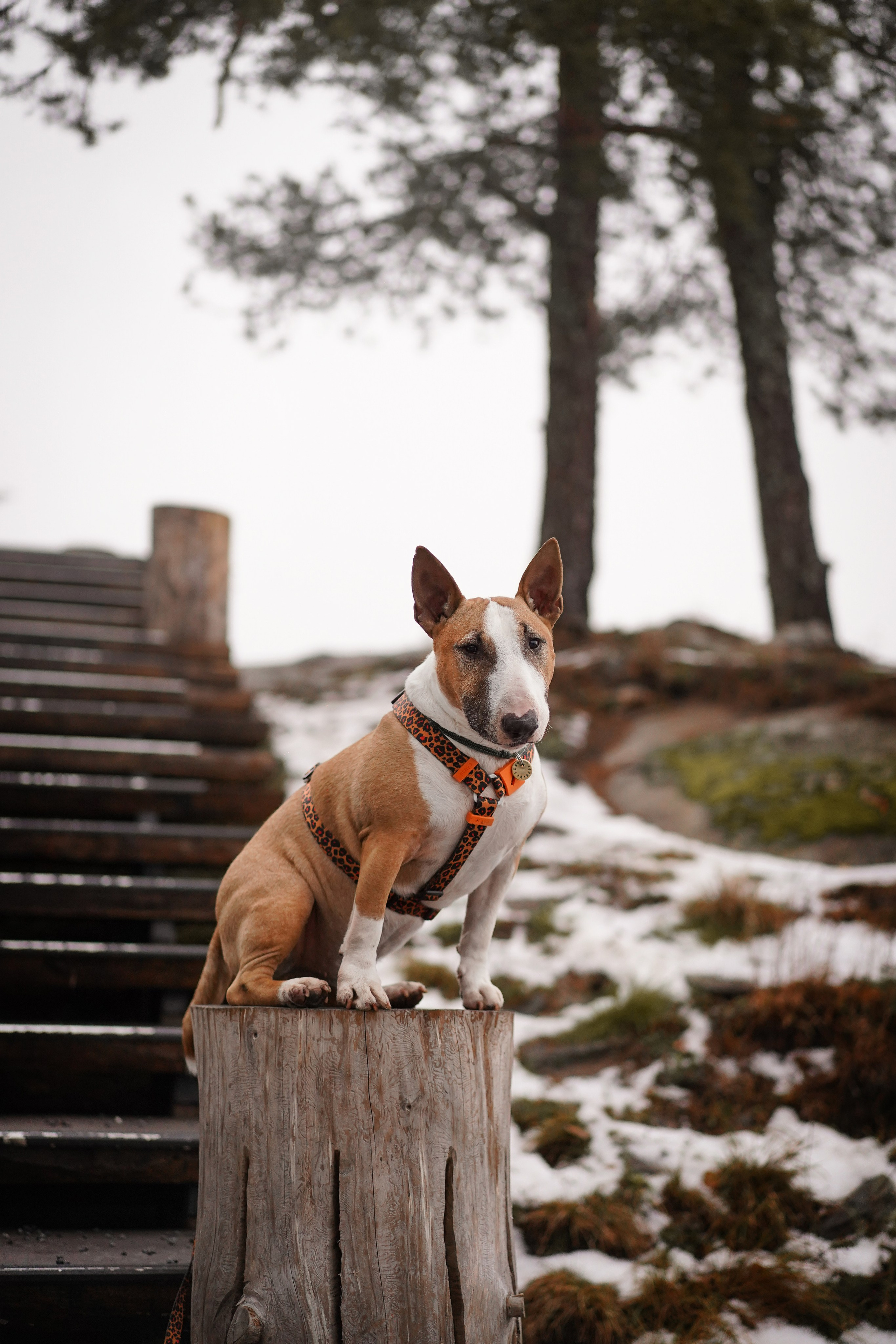 Юни на горе Паасо. Фотограф-анималист в Санкт-Петербурге Яна Мартынова