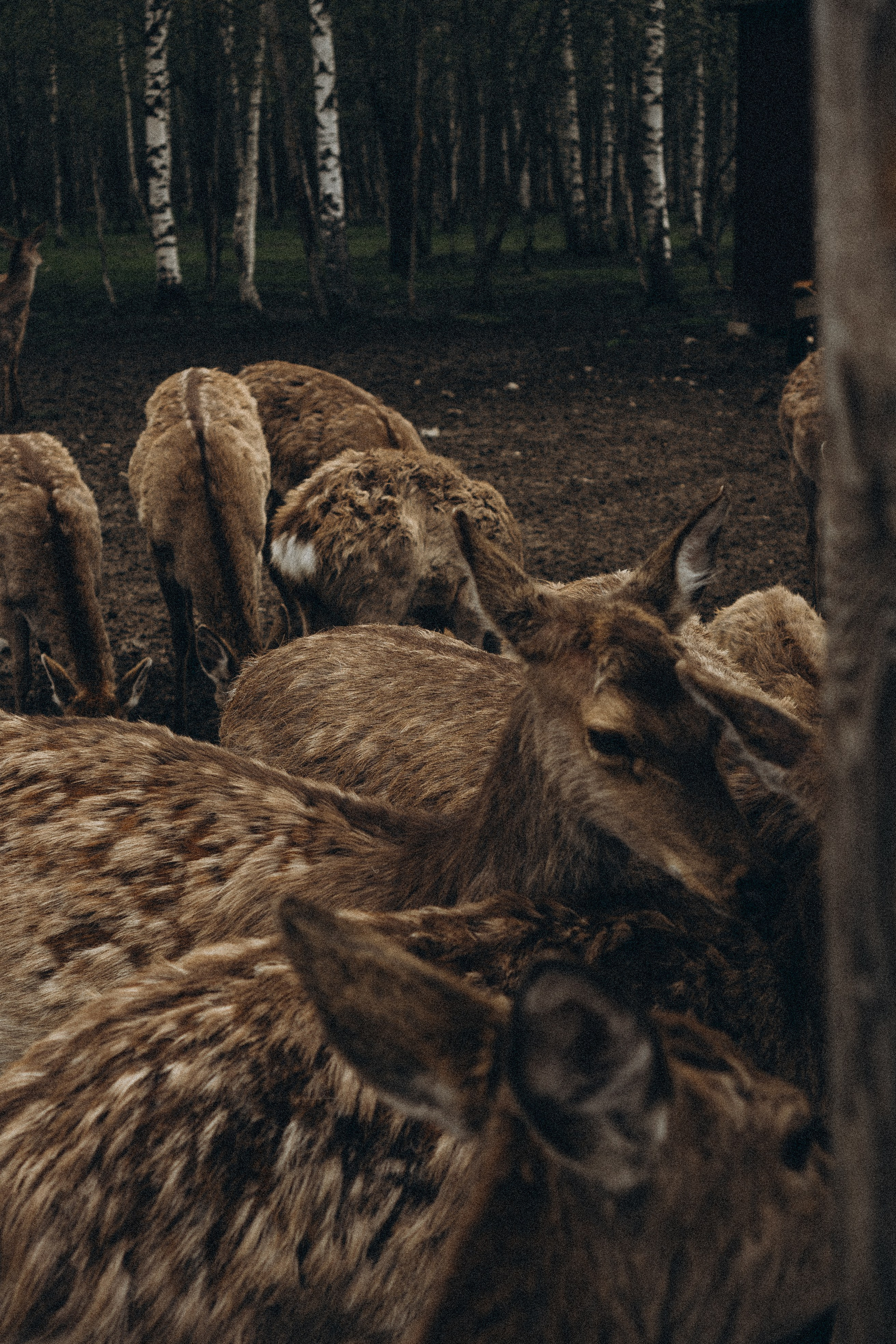ОЛЕНЬЯ ФЕРМА В ТВЕРИ. Профессиональный фотограф, Санкт-Петербург — Виктория Богомолова