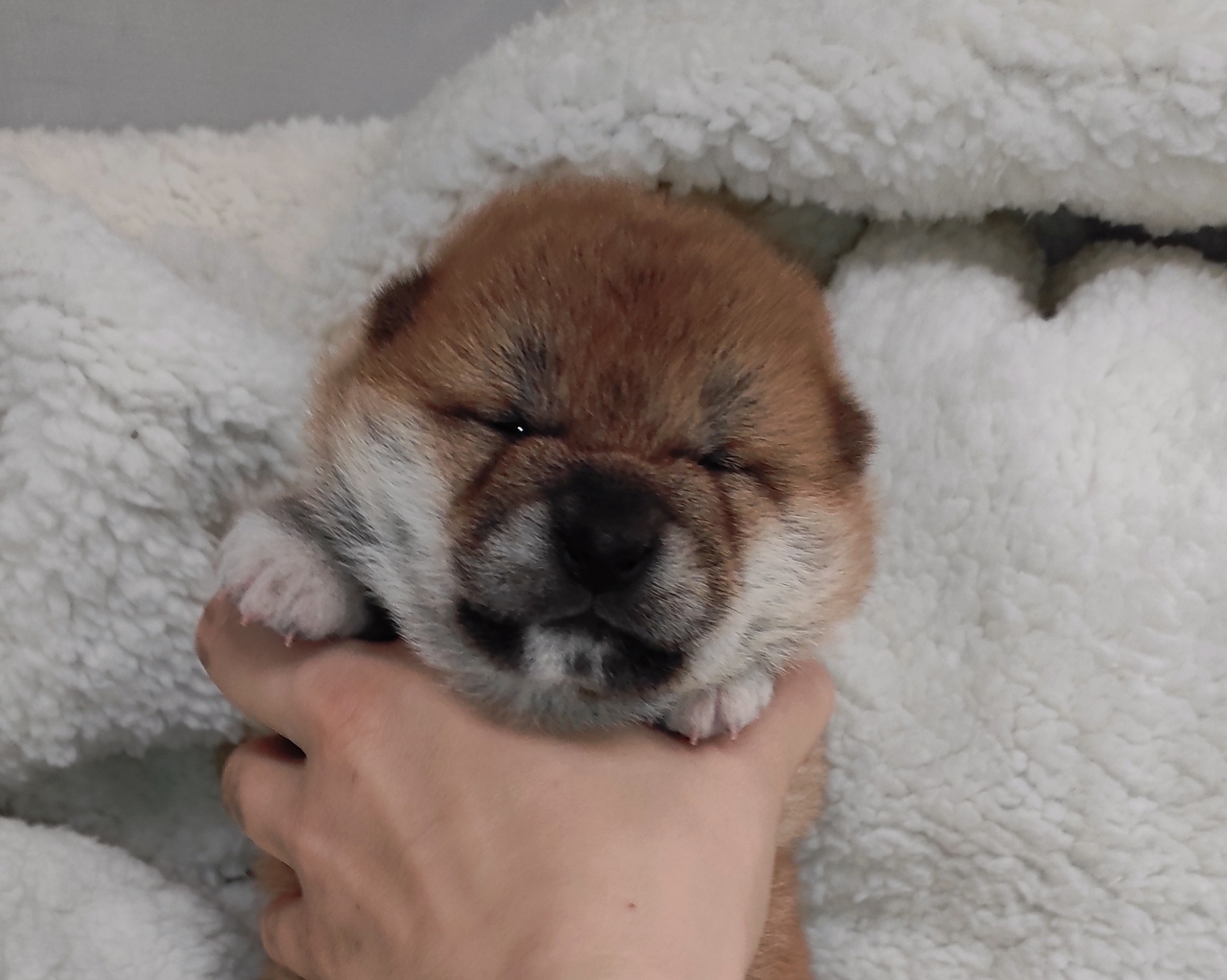 сиба питомник Рубилайт щенки на продажу rubylight  сиба щенки купить СПб Санкт-Петербург 