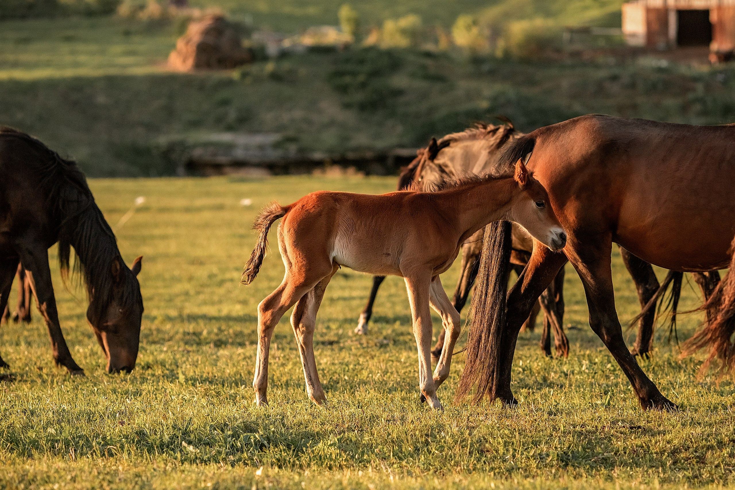 Майское закатное. BrisArts