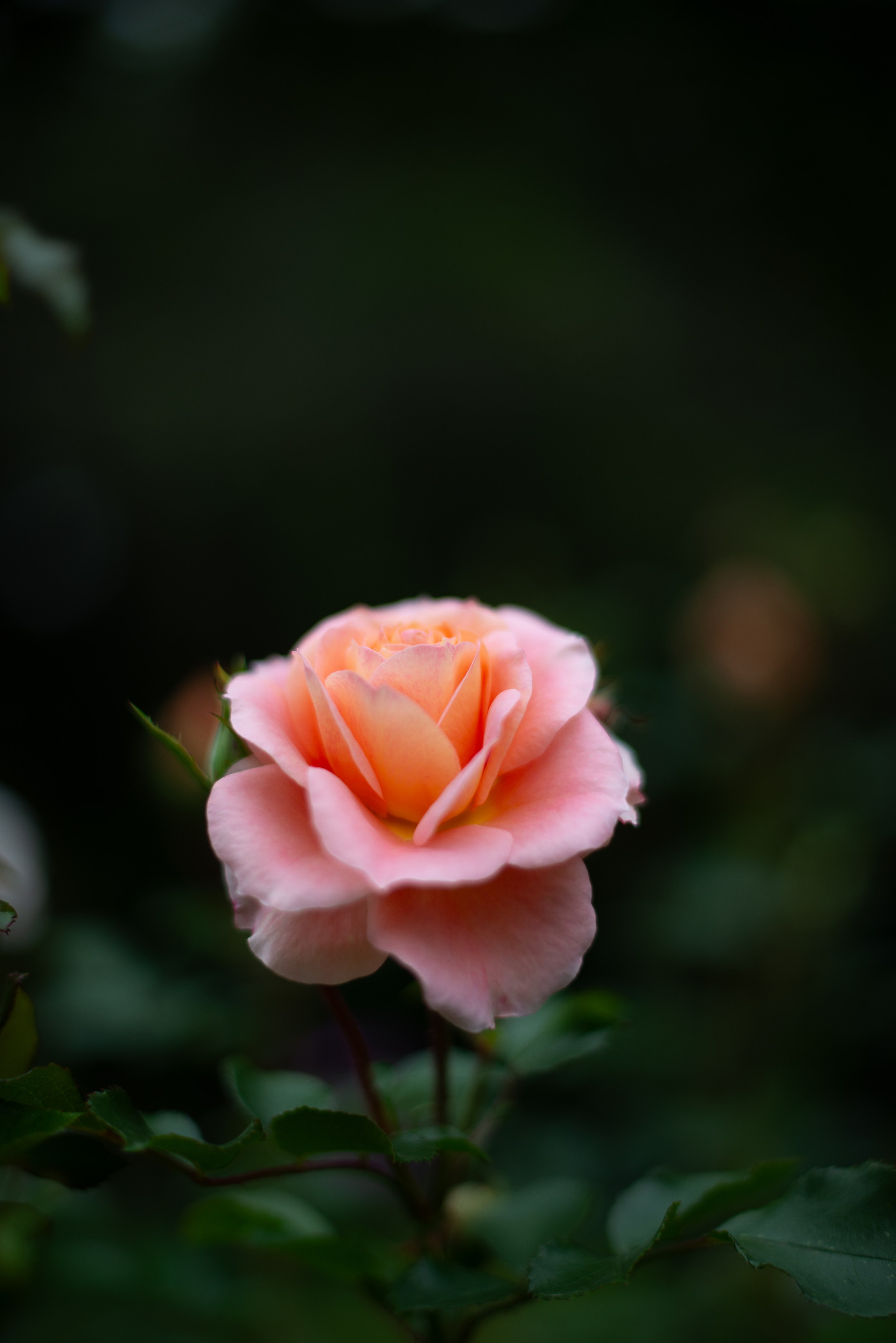 Цветы сада МГУ. Victoria Radjevna Репортажный Фотограф — Видеограф Москва • Санкт-Петербург